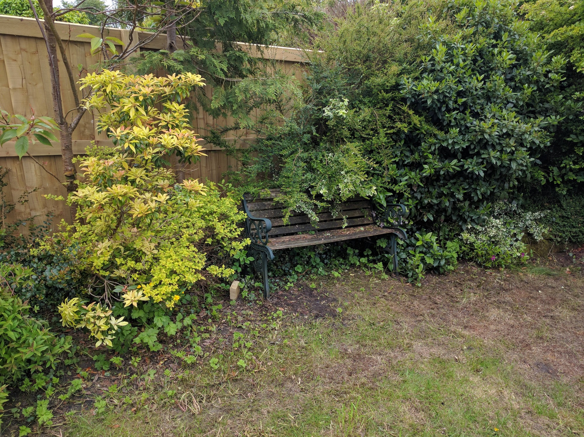 How Far to Cut These Bushes Back? — BBC Gardeners' World Magazine
