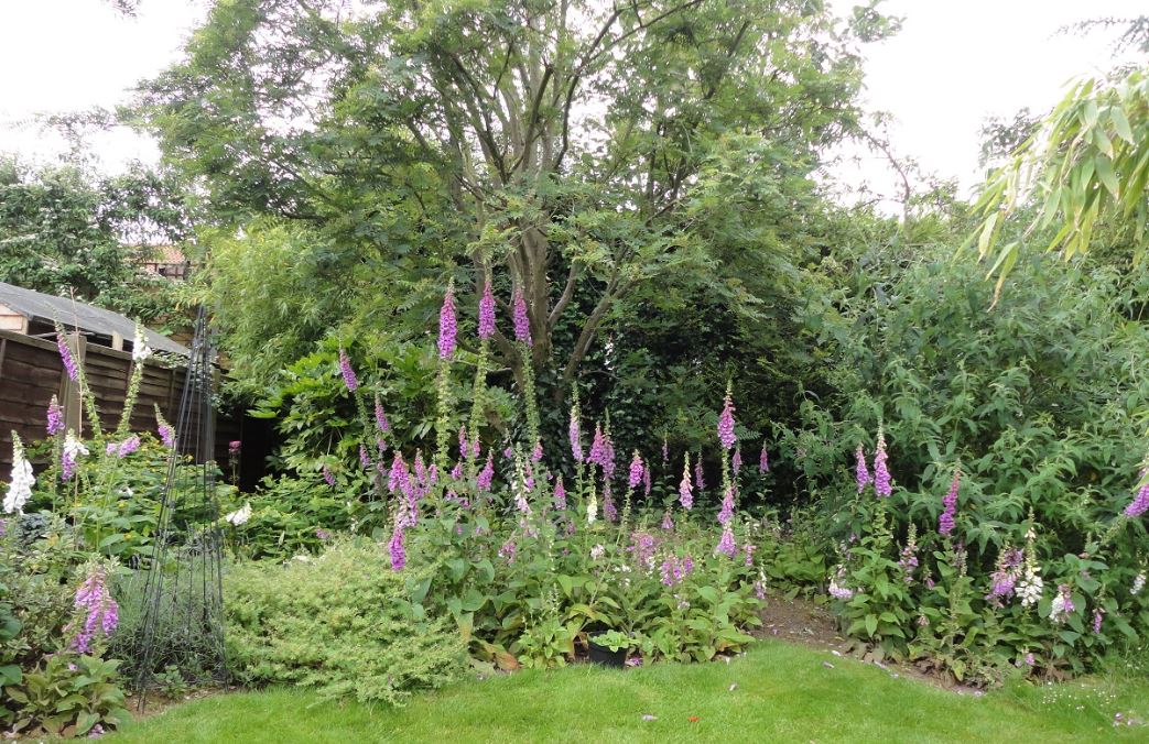 What to do with foxgloves when season over. Page 2 — BBC Gardeners