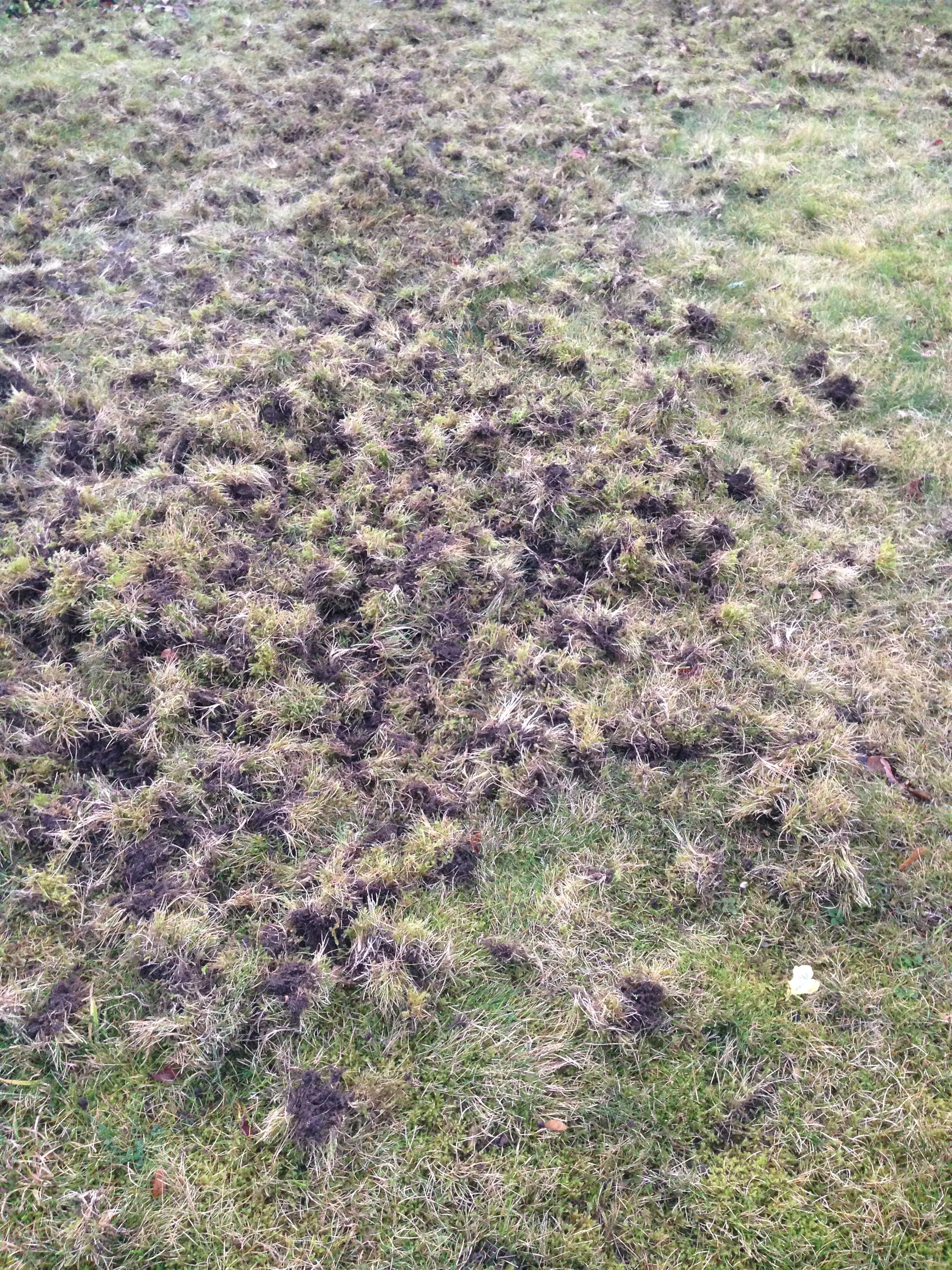 Lawn Damage Outbreak Bbc Gardeners World Magazine