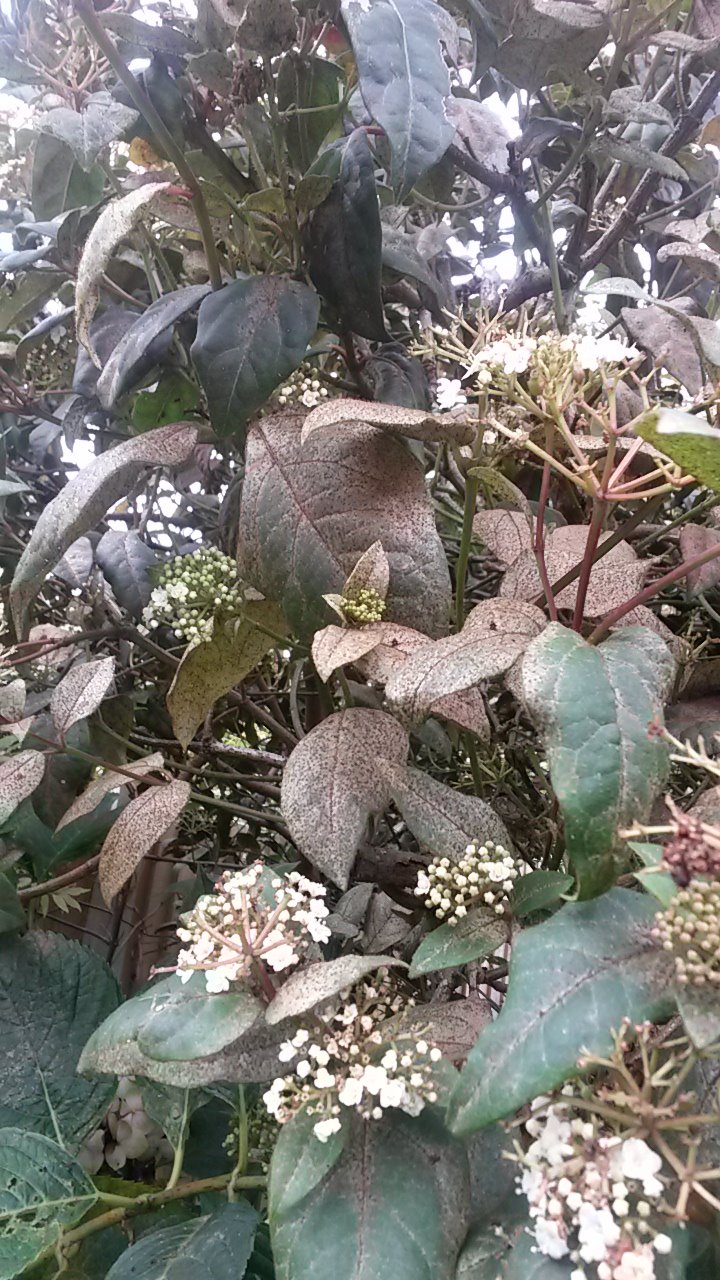 Sickly Viburnum — BBC Gardeners' World Magazine