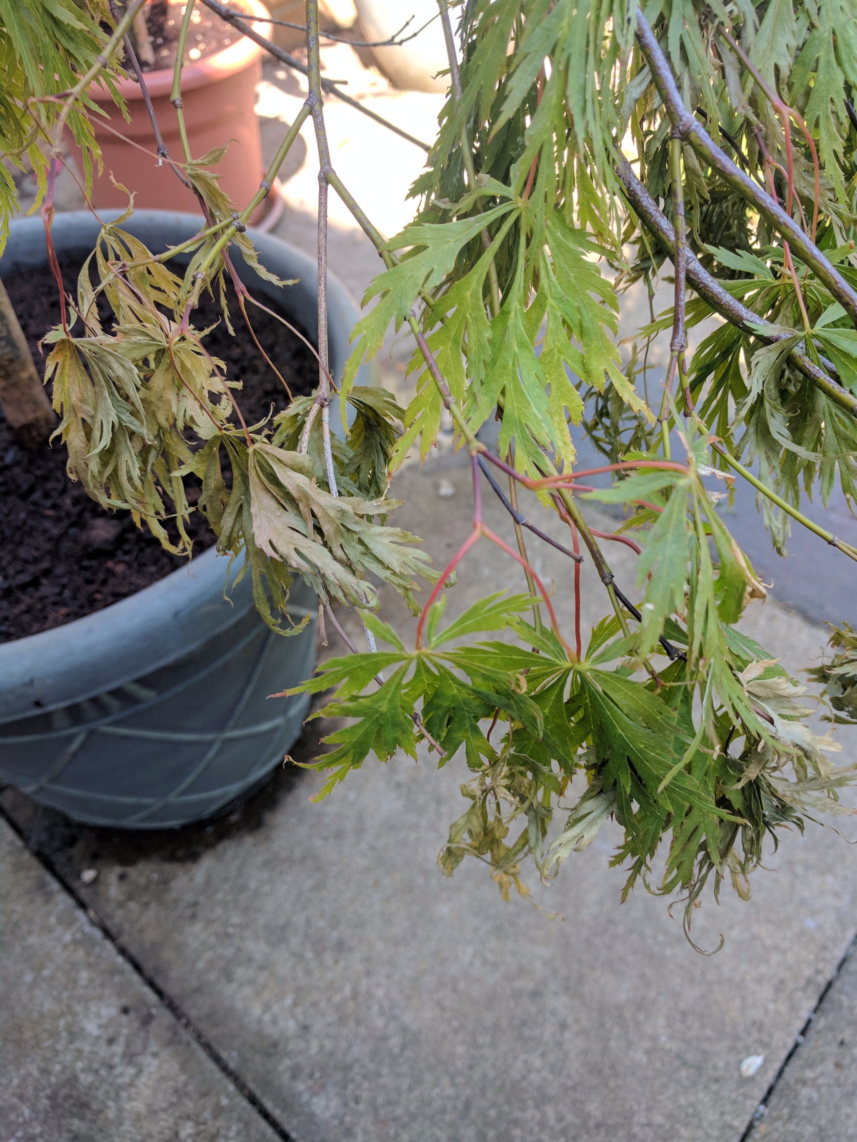 Re potted Acer Tree Dying? — Forum