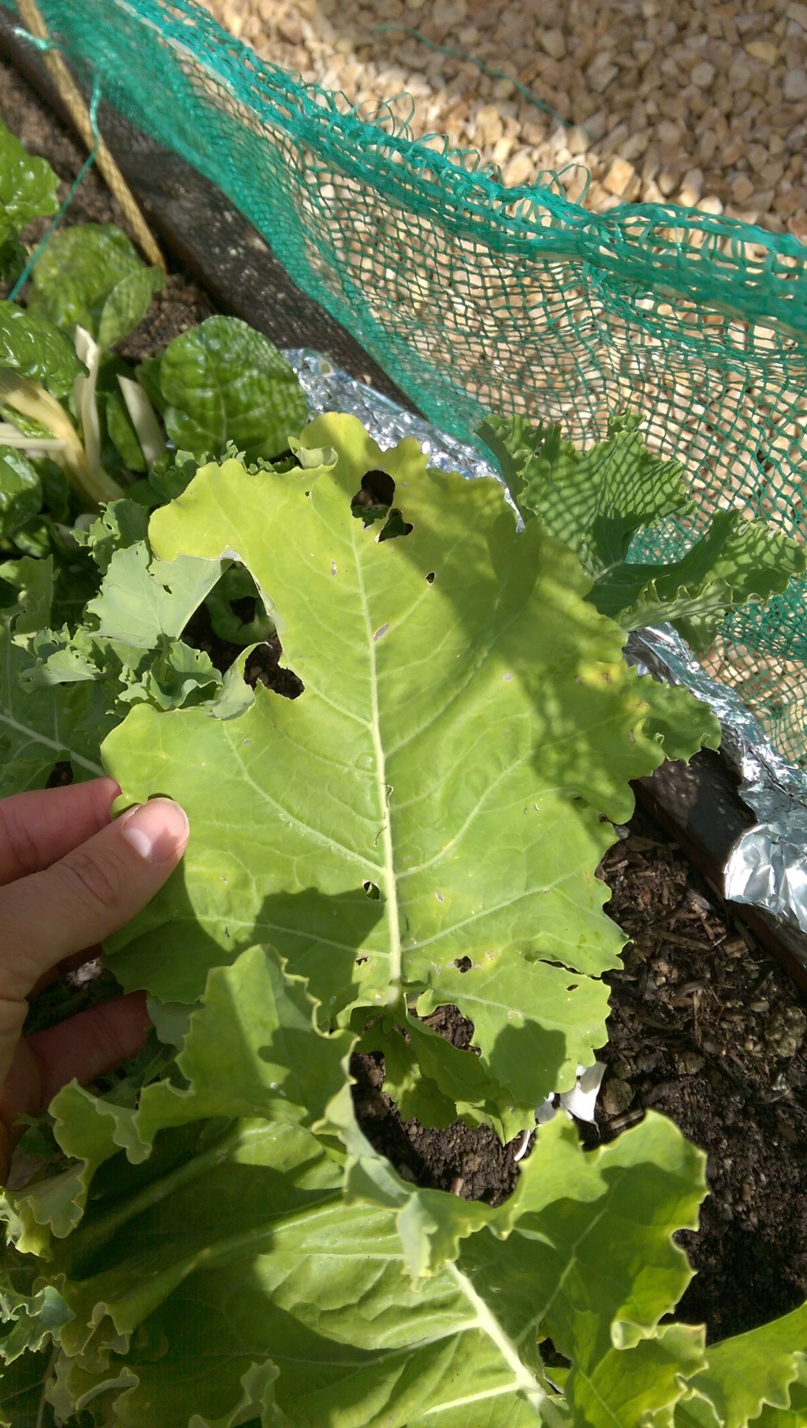 Cabbage and Kale turning yellow — BBC Gardeners' World Magazine