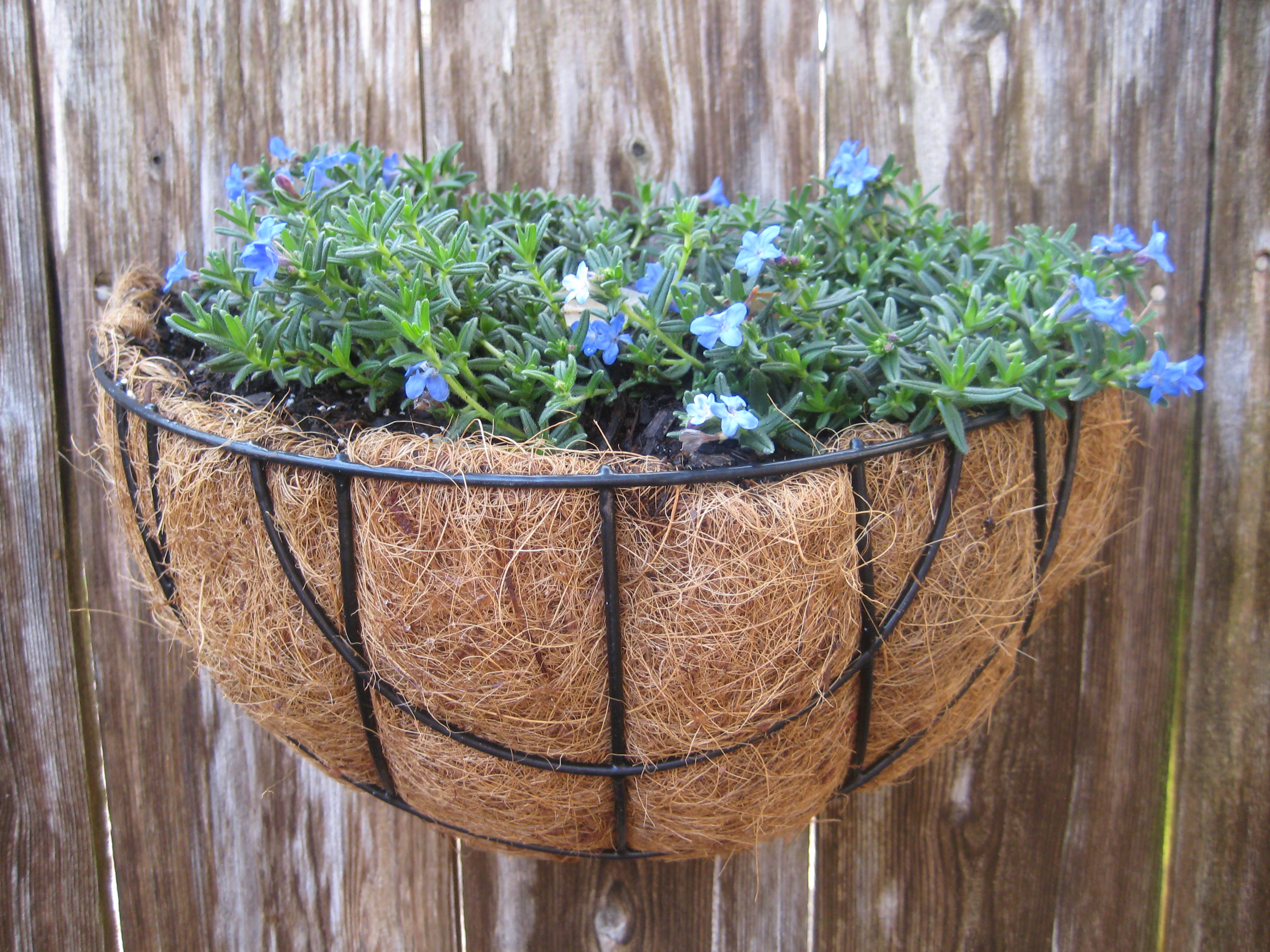 Show me your Hanging Baskets — BBC Gardeners' World Magazine
