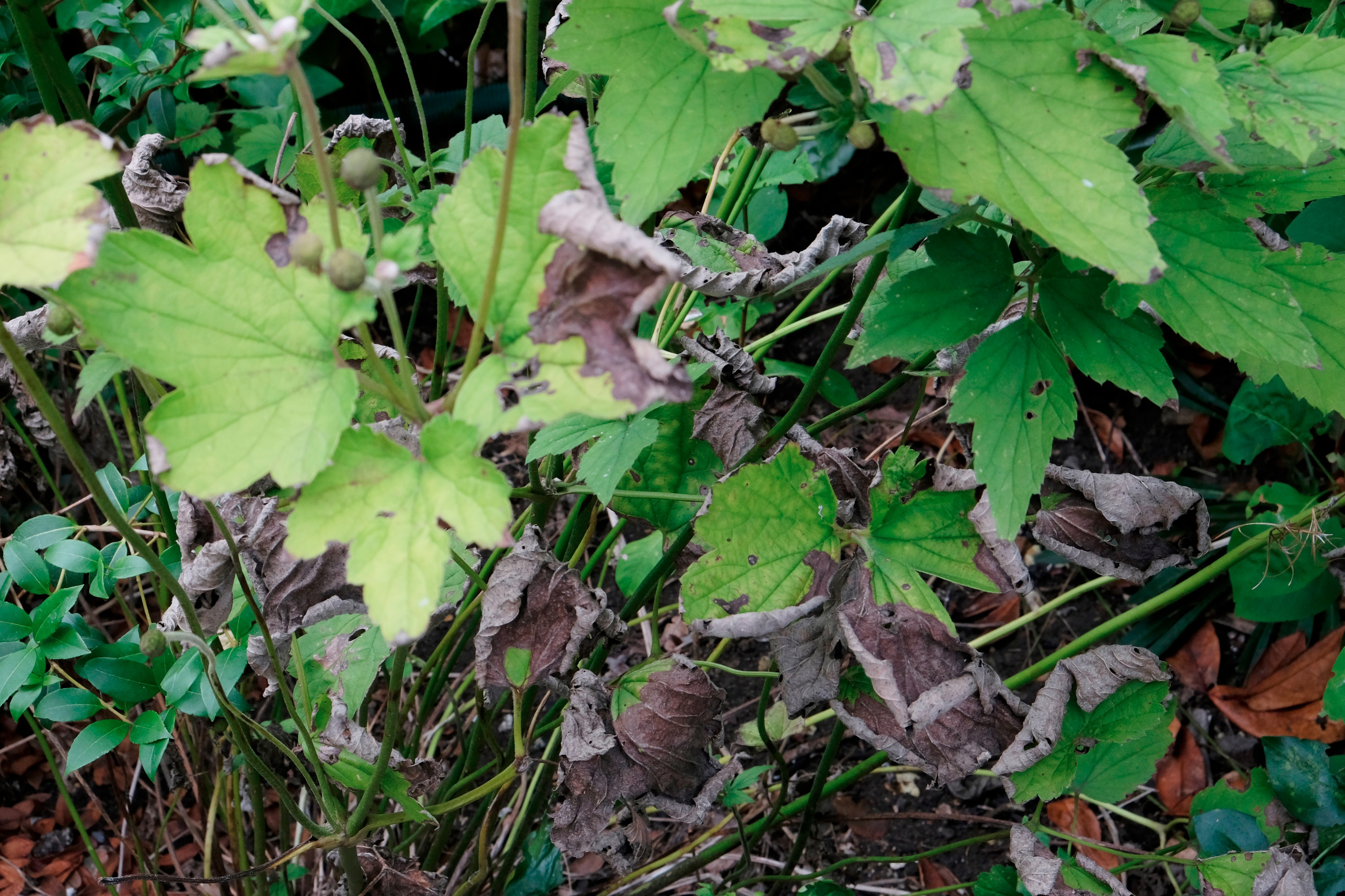 Why do my Japanese Anemone's look like this? — BBC Gardeners' World