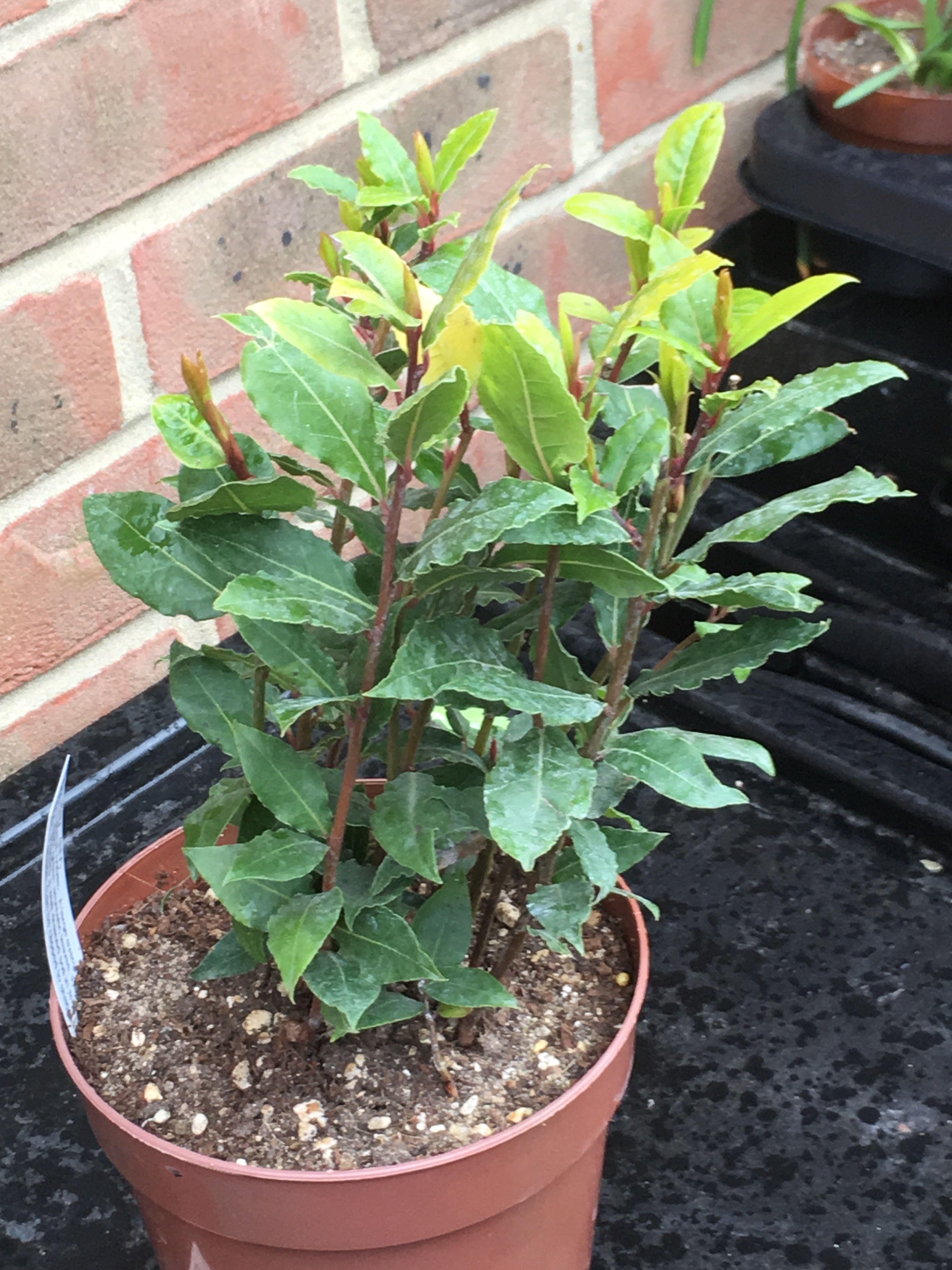 Bay Tree — BBC Gardeners' World Magazine