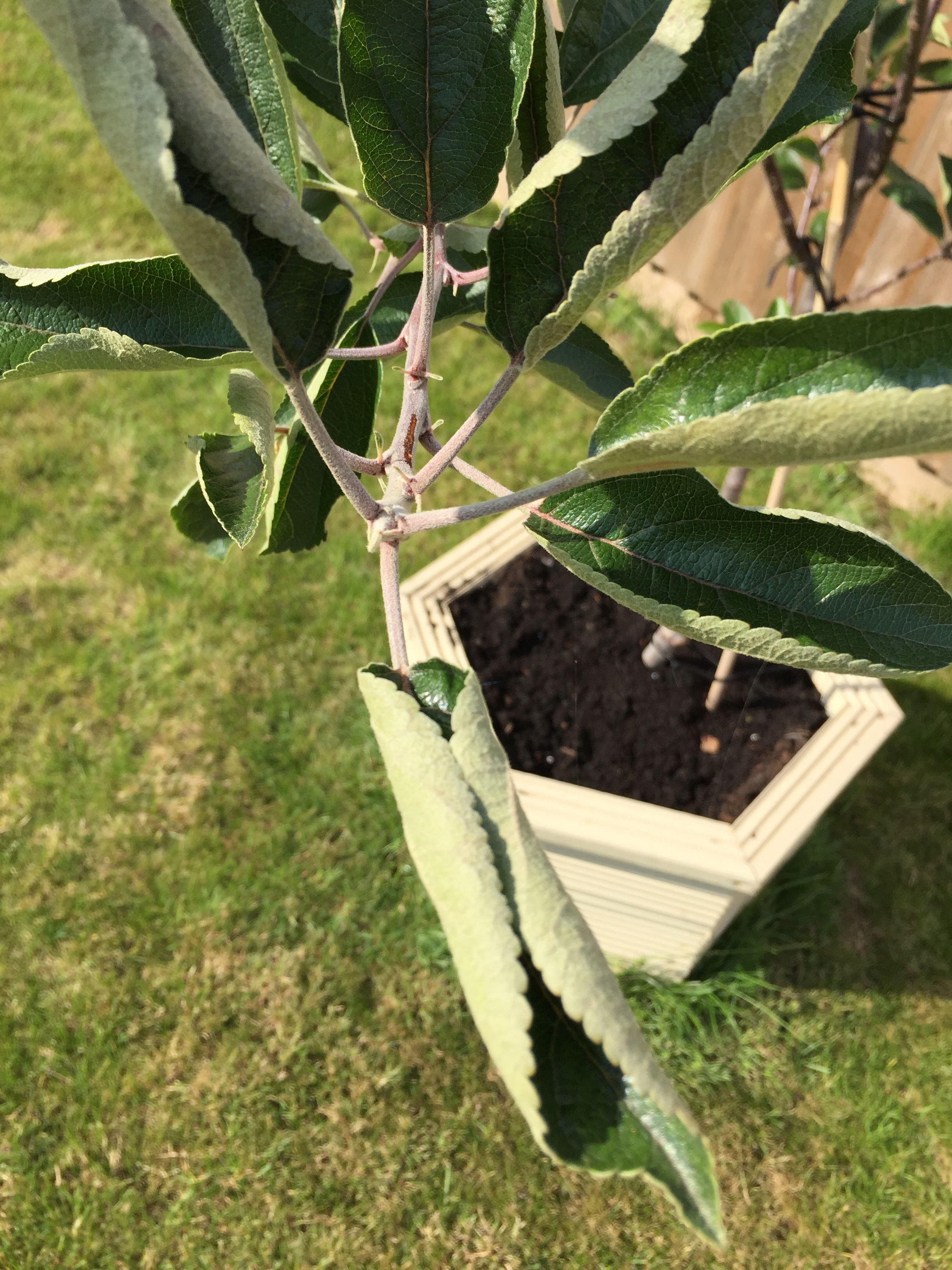 apple tree leaves curling too much water