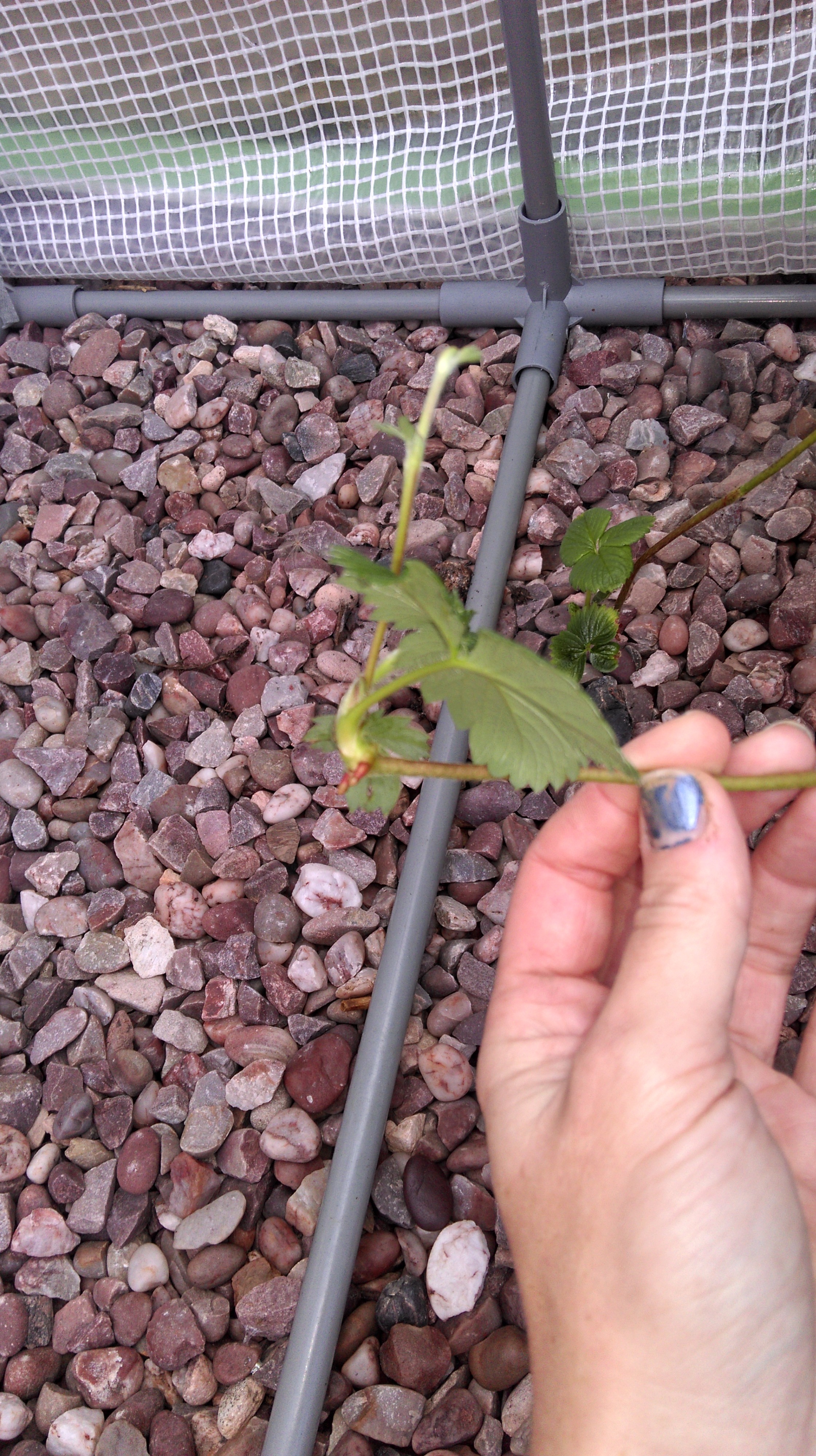 Strawberry Runners — BBC Gardeners' World Magazine