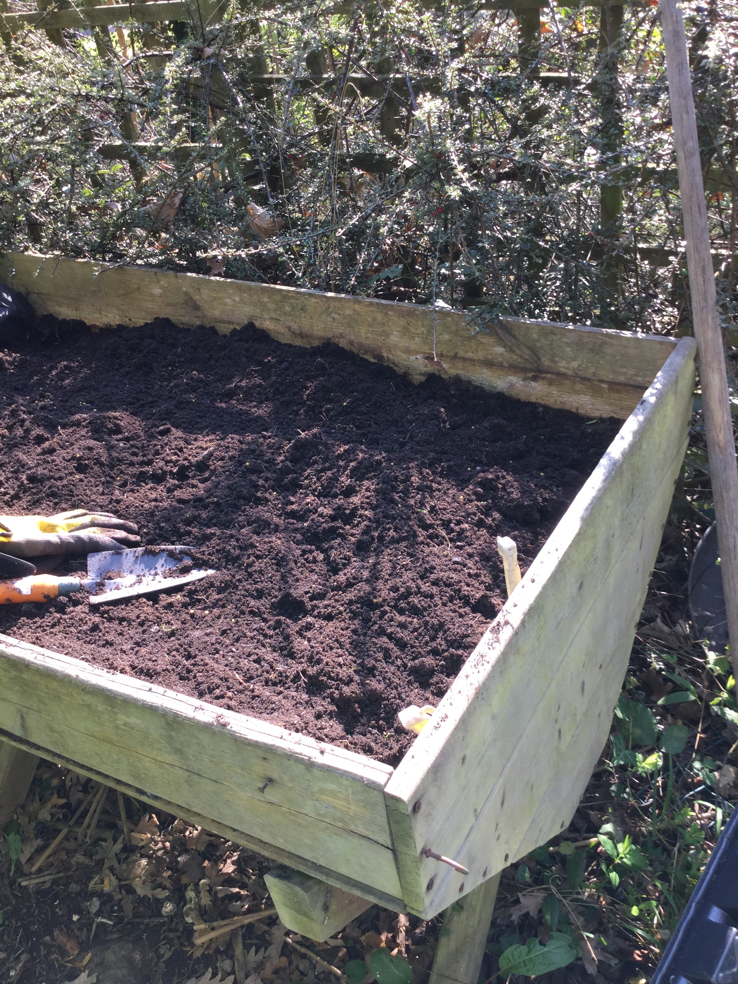 Courgettes in raised bed — BBC Gardeners' World Magazine