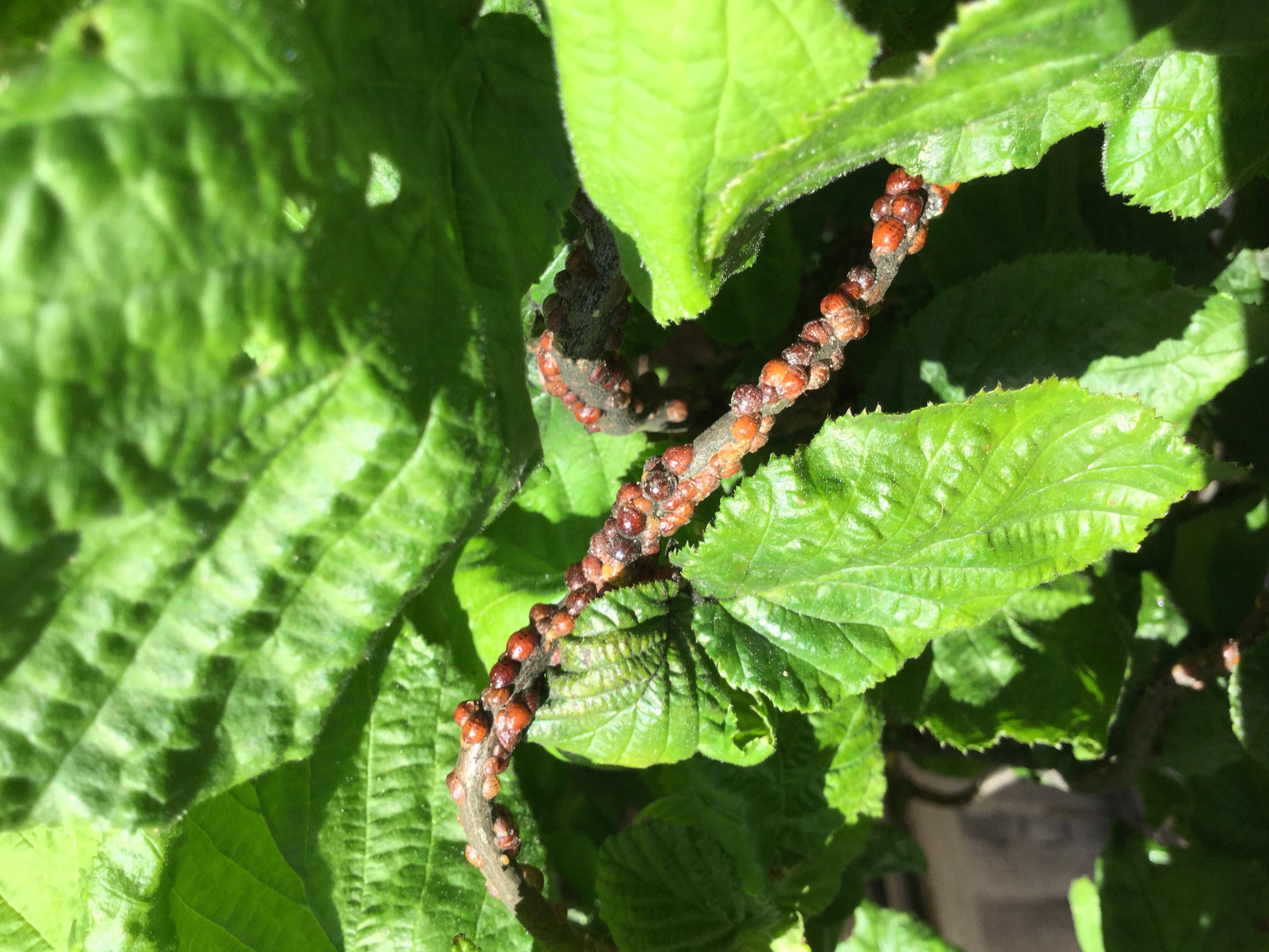Corkscrew hazel diseases — Forum