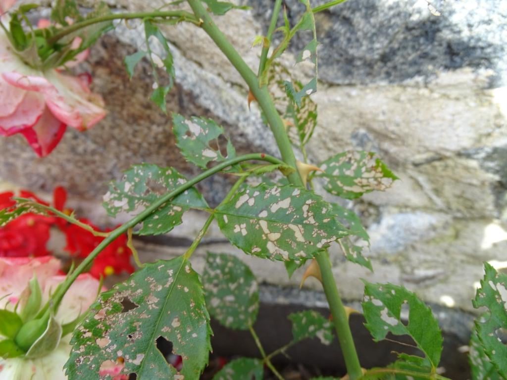 White Spots On Rose Leaves