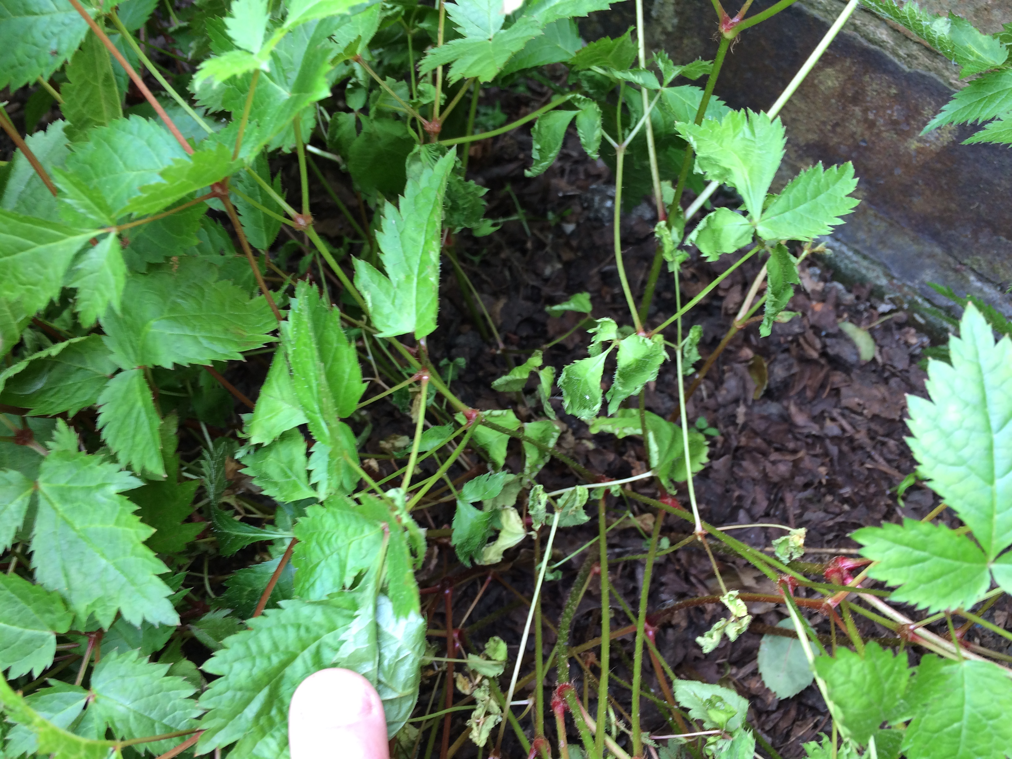 Why is my astilbe dying?? — BBC Gardeners' World Magazine