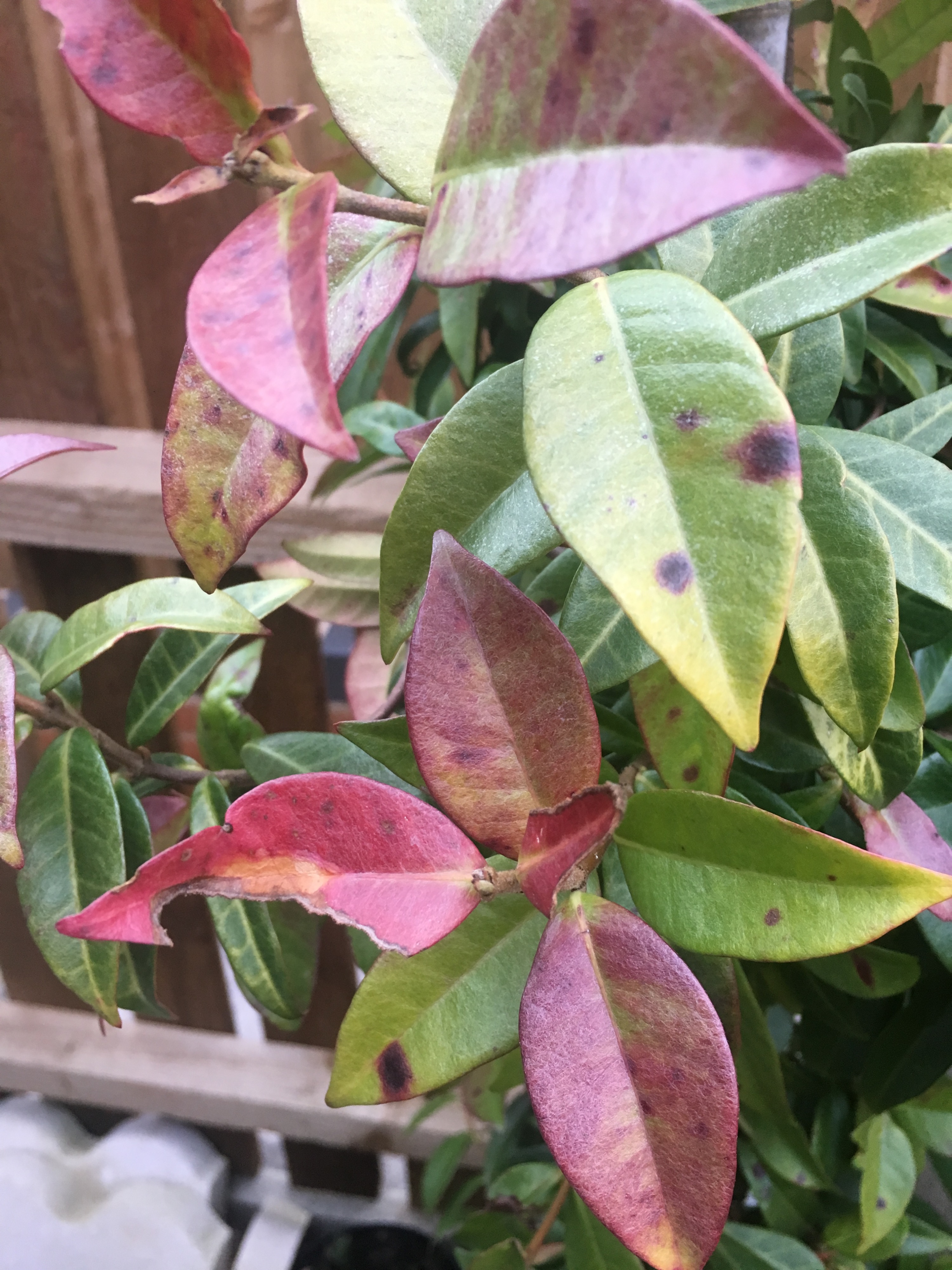 Star jasmine deterioration — BBC Gardeners' World Magazine