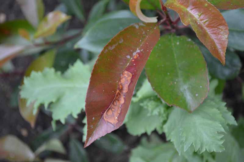 Red Robin Leaf problem — BBC Gardeners' World Magazine