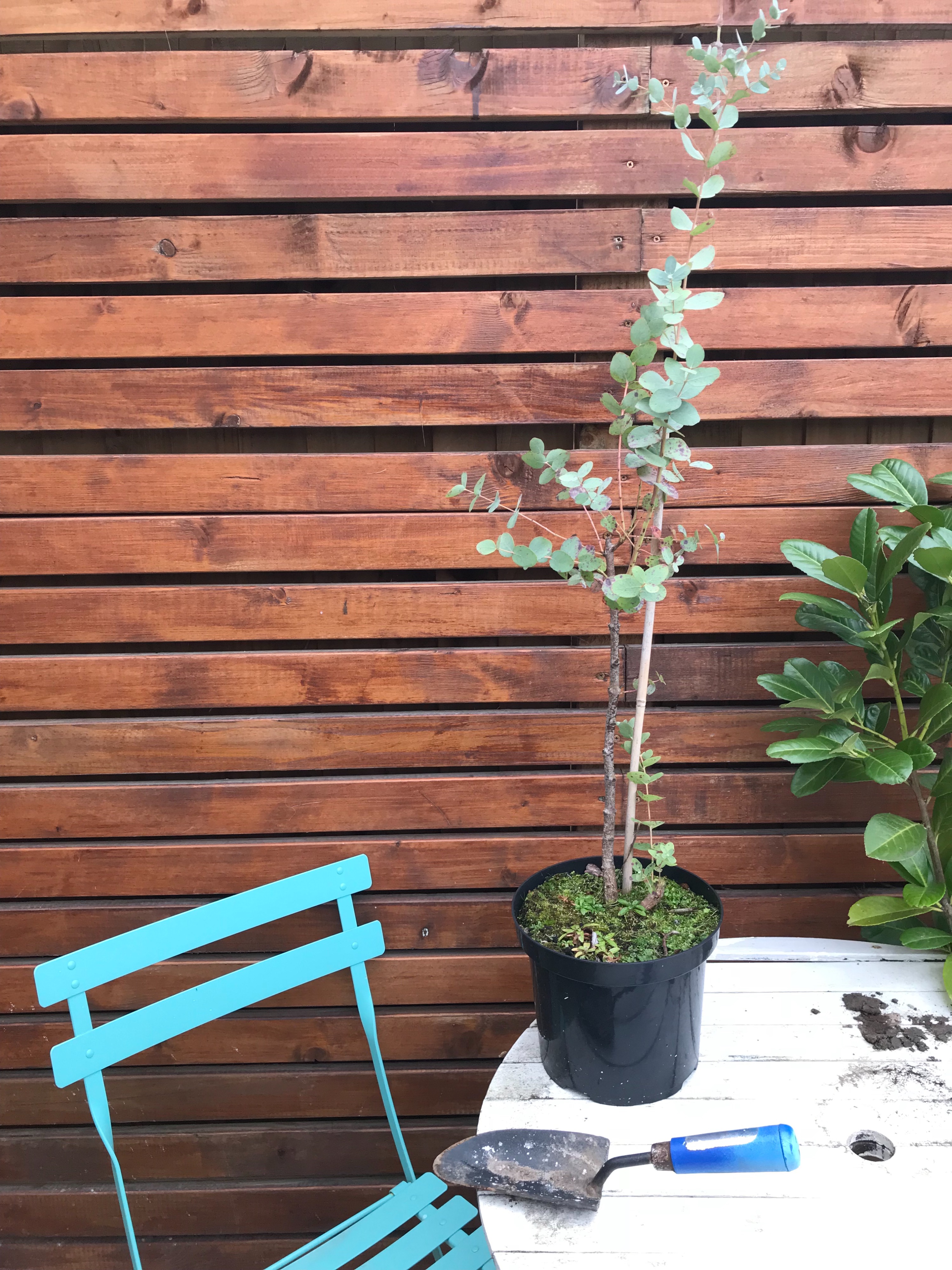 What to do with this little eucalyptus? — BBC Gardeners' World Magazine