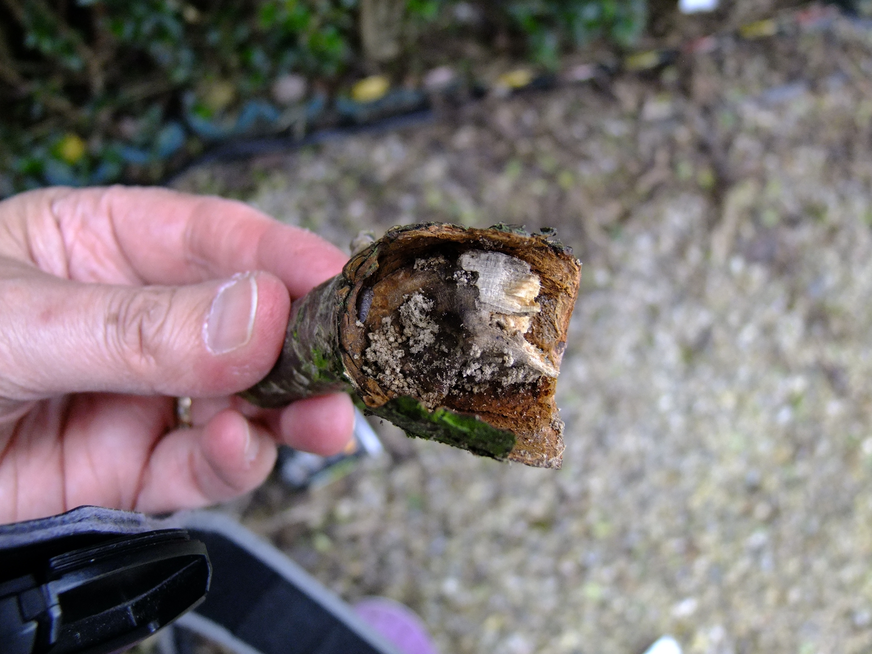 dying cherry blossom branches — BBC Gardeners' World Magazine