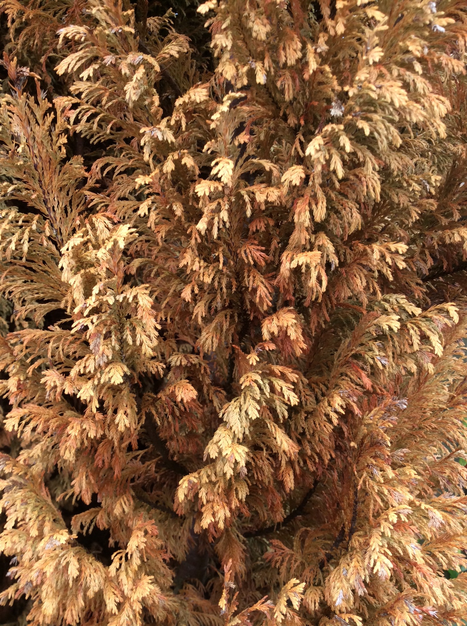 Conifer disease — BBC Gardeners' World Magazine