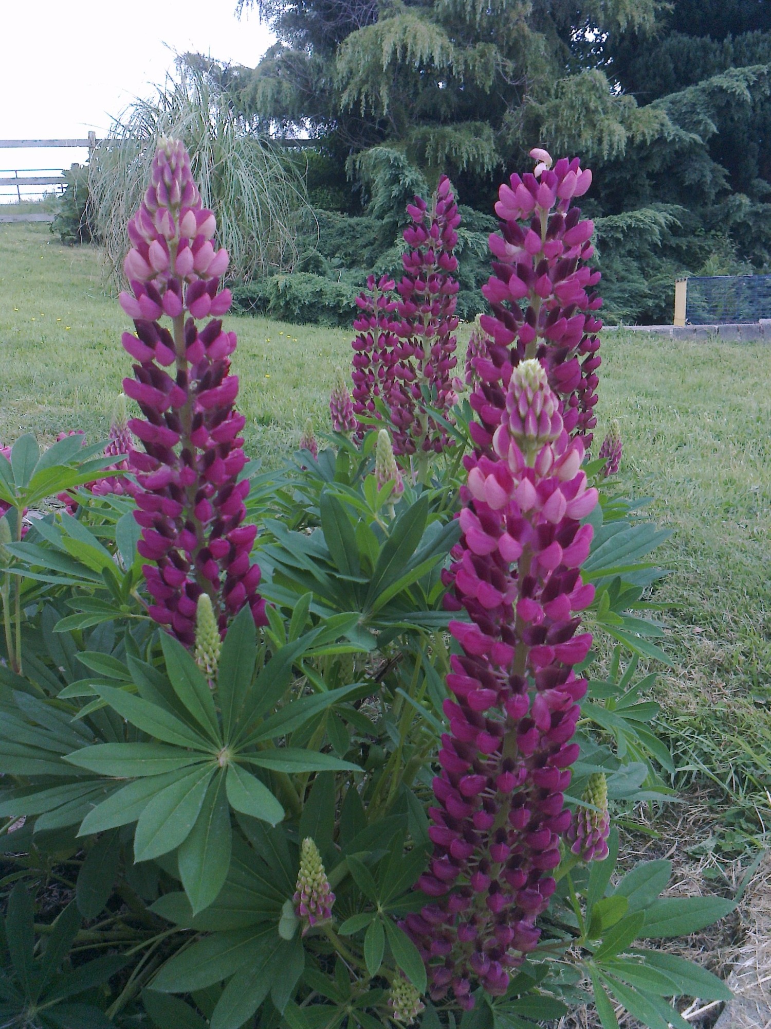 Why has my lupin changed colour? Page 3 — BBC Gardeners' World Magazine