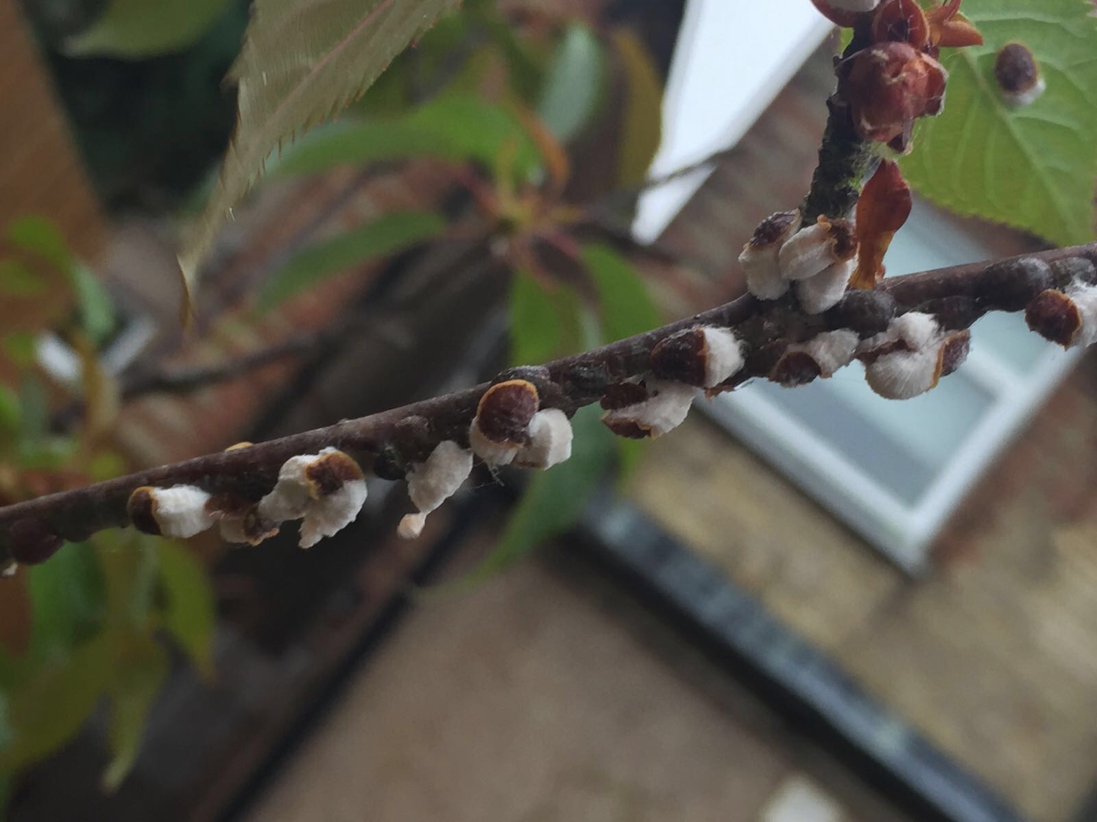 Pest on Cherry tree branches — BBC Gardeners' World Magazine