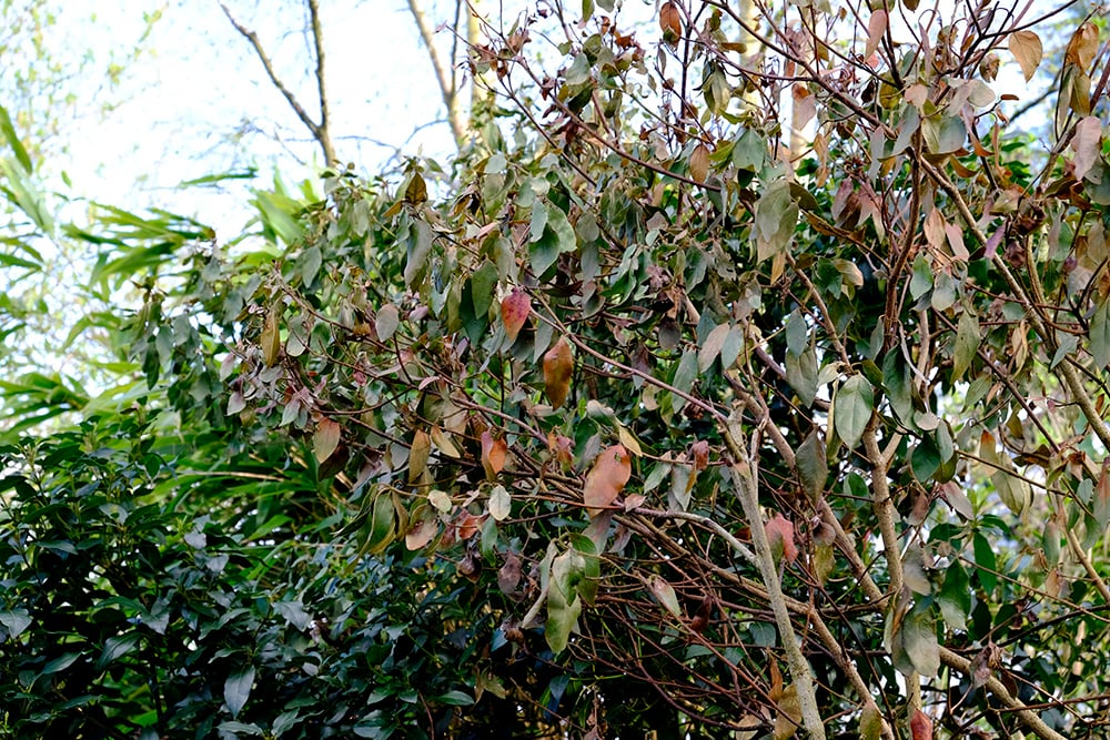 What have I done to my viburnum? — BBC Gardeners' World Magazine