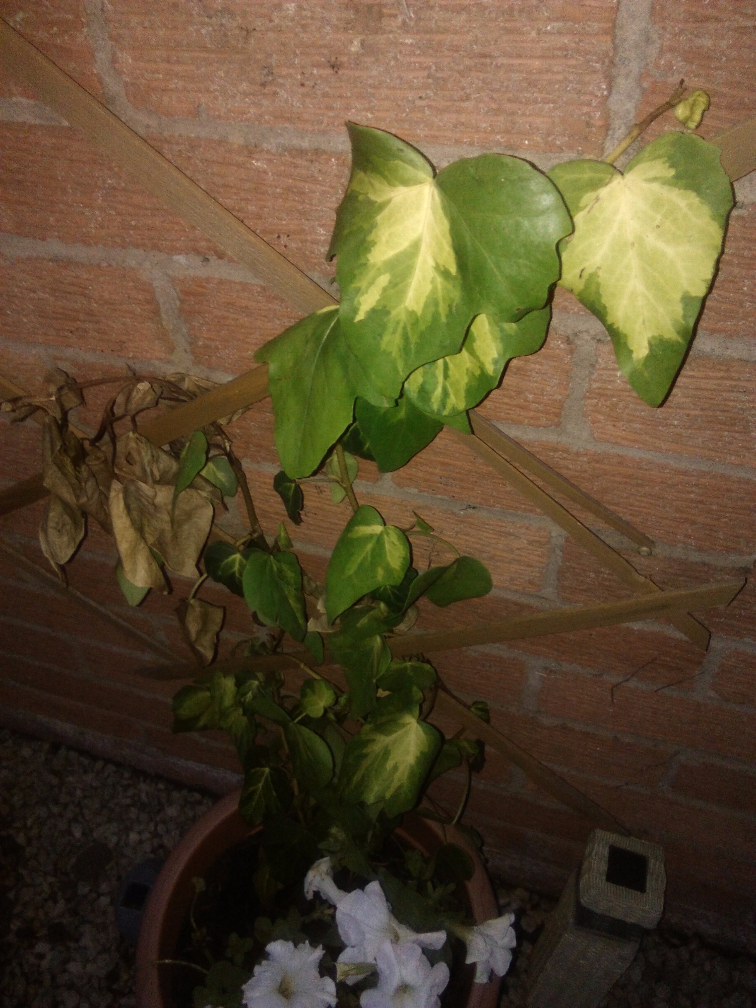 How to save my ivy plant — BBC Gardeners' World Magazine
