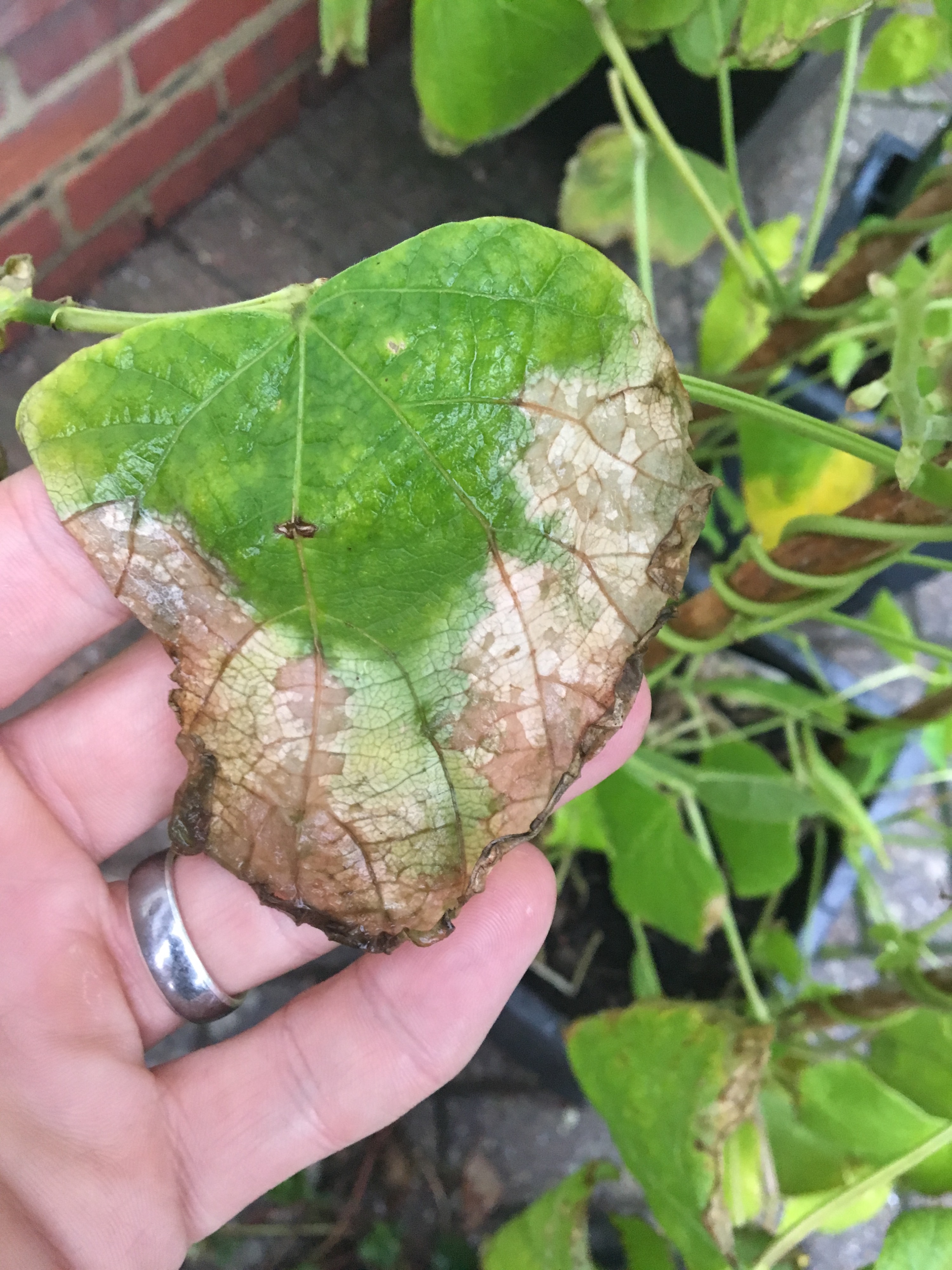 What's wrong with my runner beans? — BBC Gardeners' World Magazine