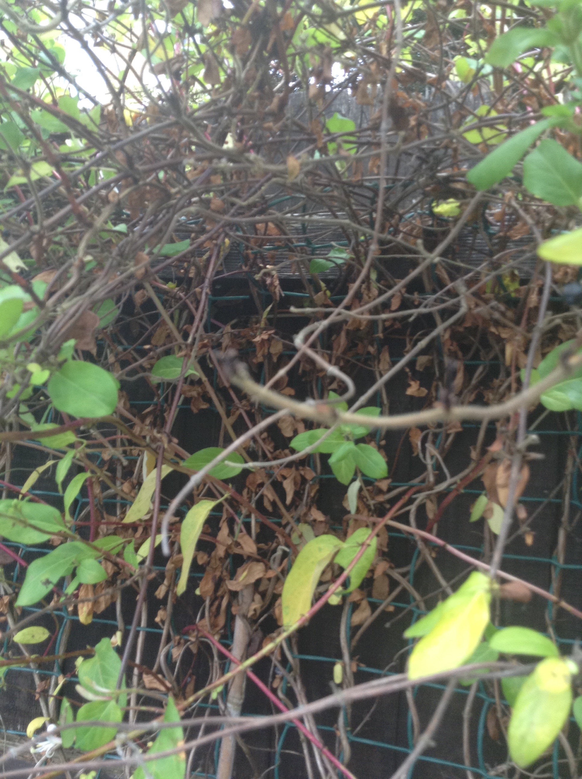 Honeysuckle — BBC Gardeners' World Magazine