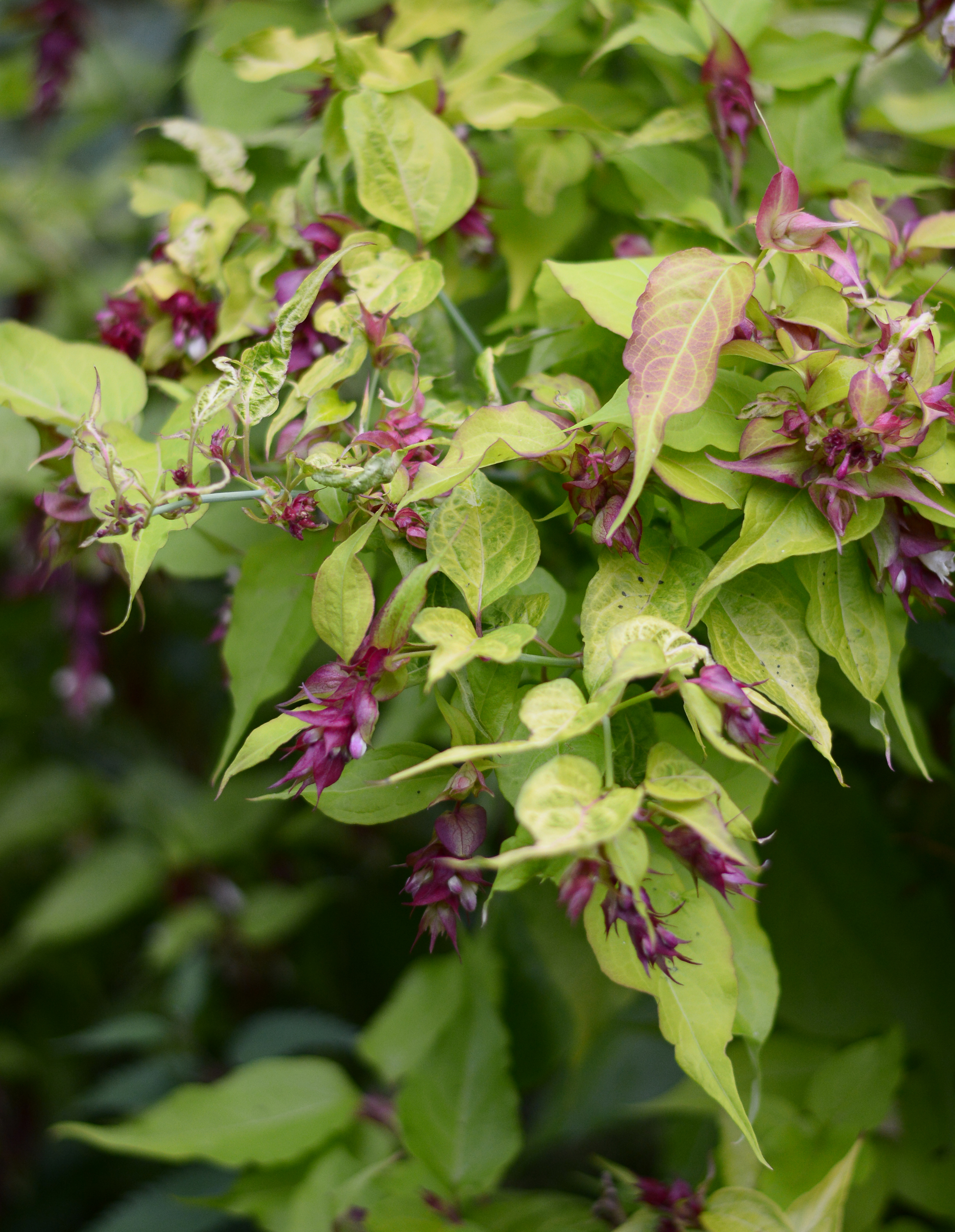 Is this JAPANESE KNOTWEED — BBC Gardeners' World Magazine