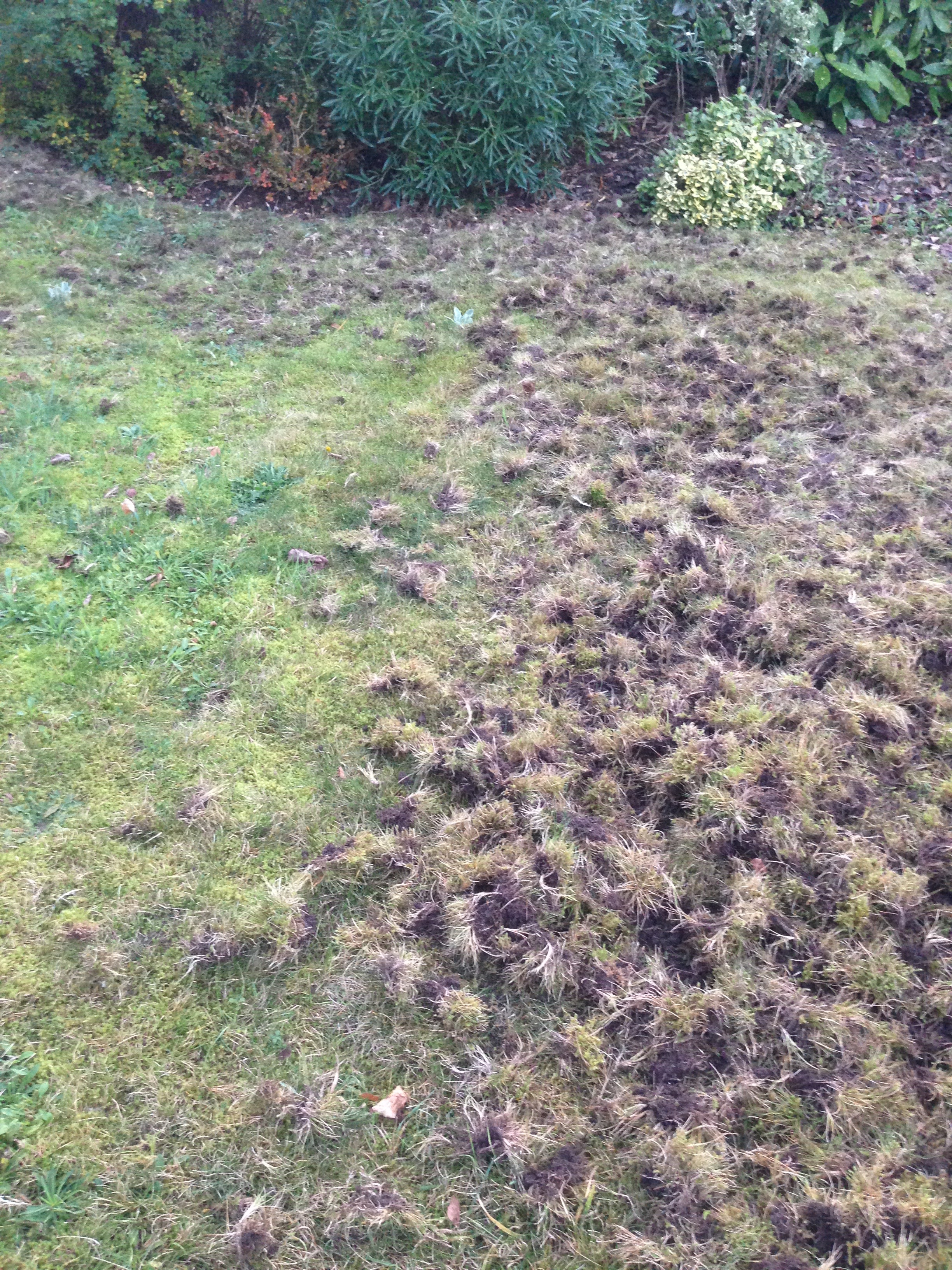 Lawn Damage Outbreak Bbc Gardeners World Magazine