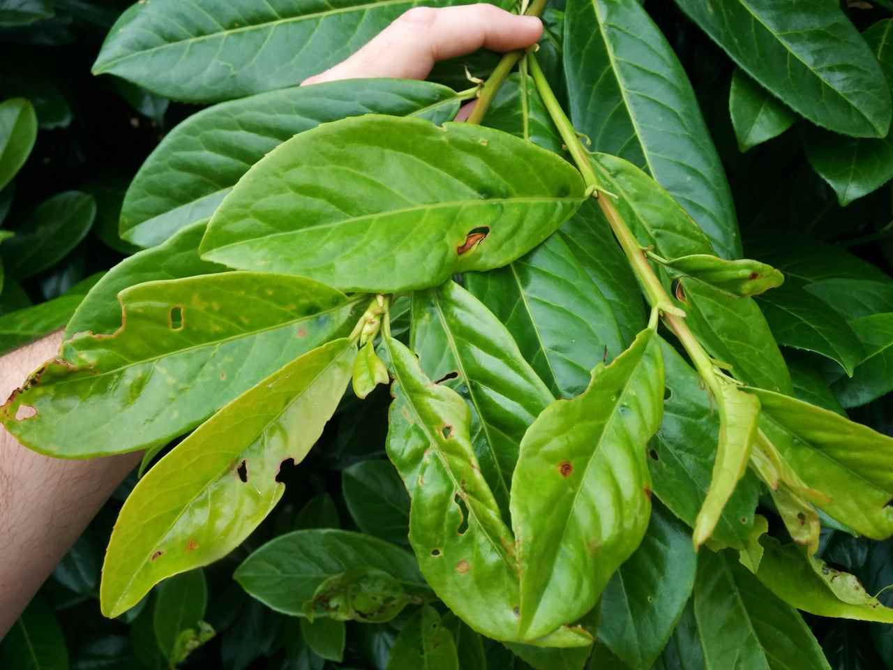 Help needed please with laurel hedge issues... Page 13 — BBC