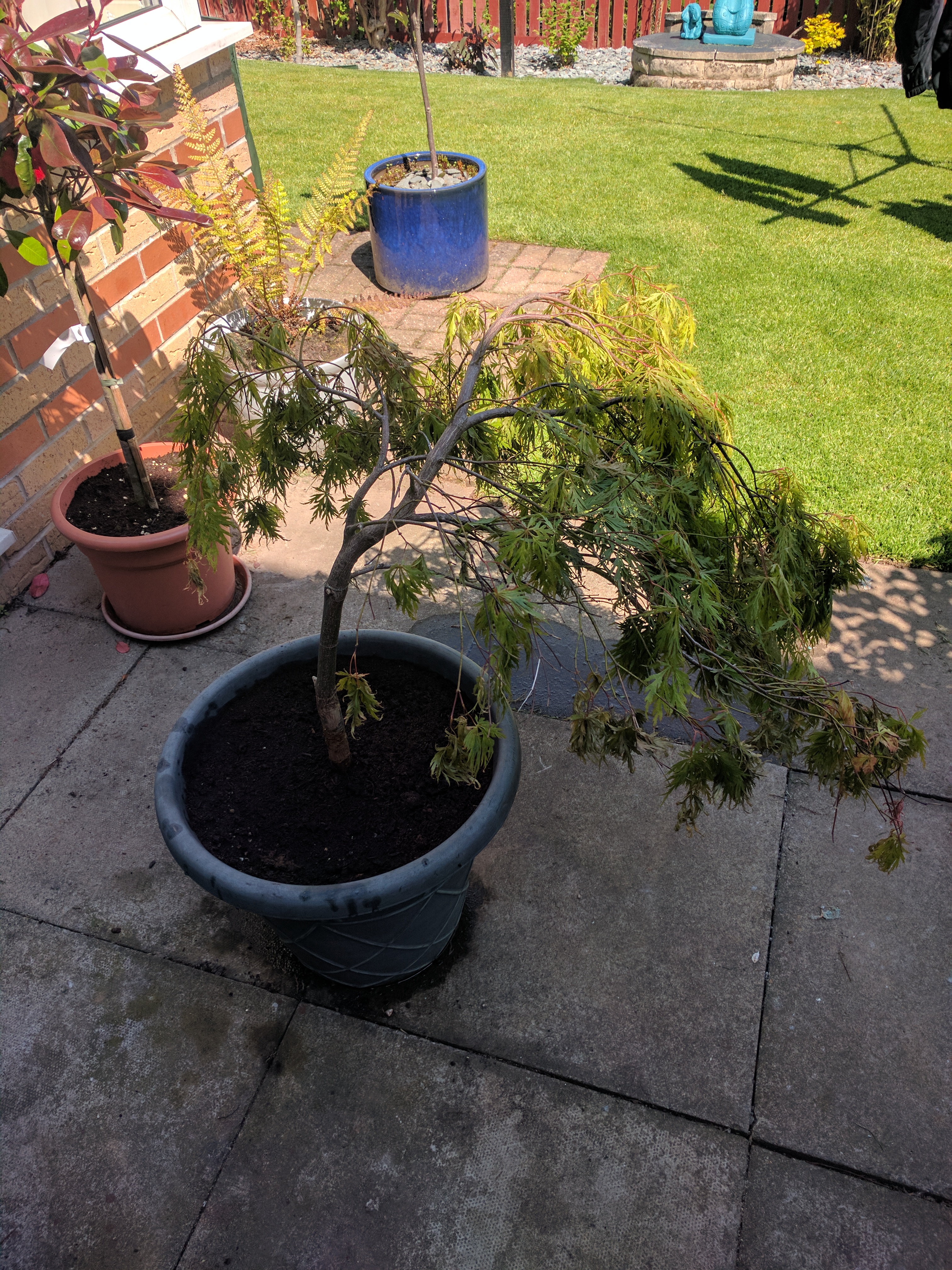 Re potted Acer Tree Dying? — Forum