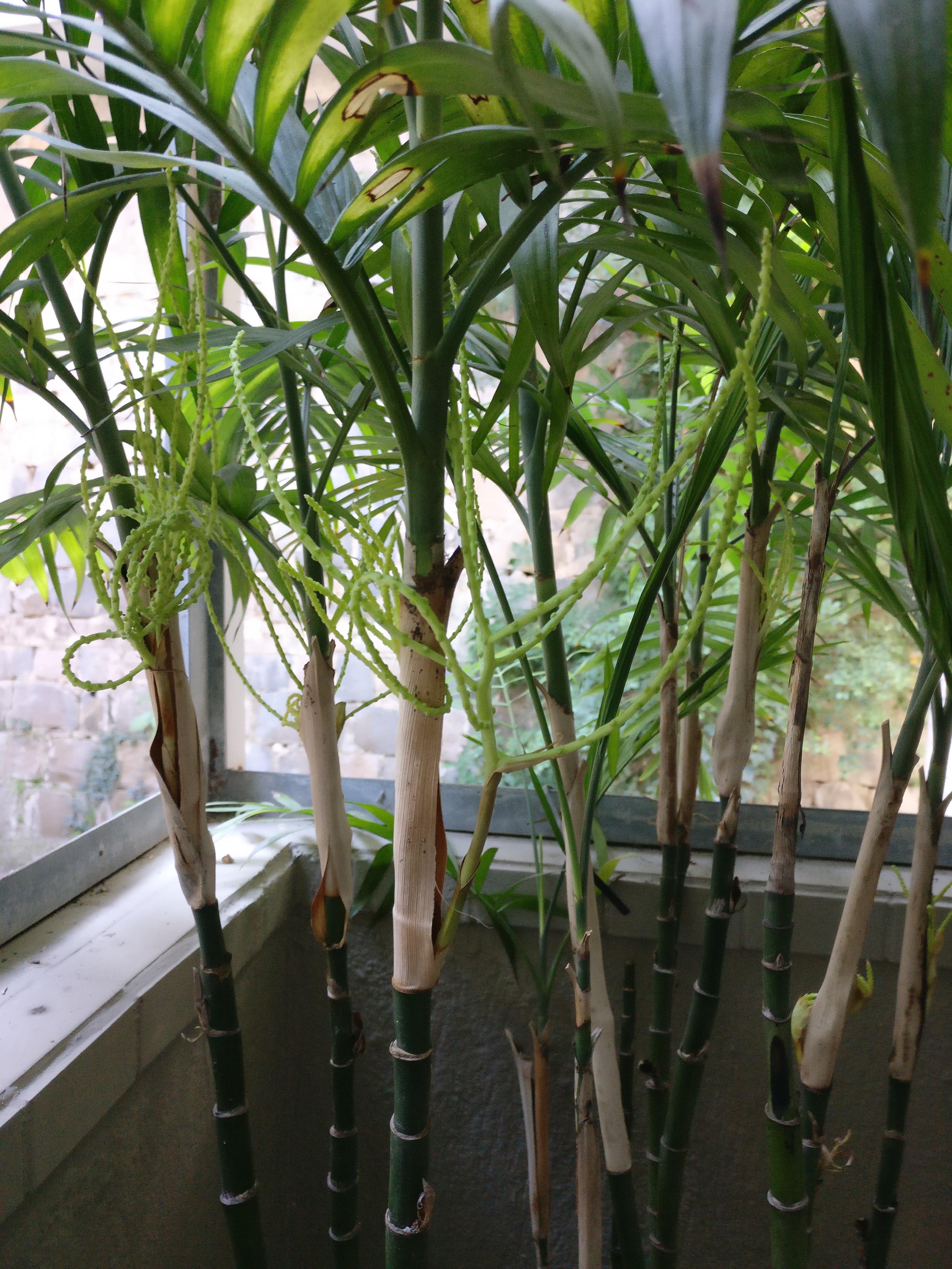 Strange Growth Coming Out Of Bamboo Bbc Gardeners World Magazine Image