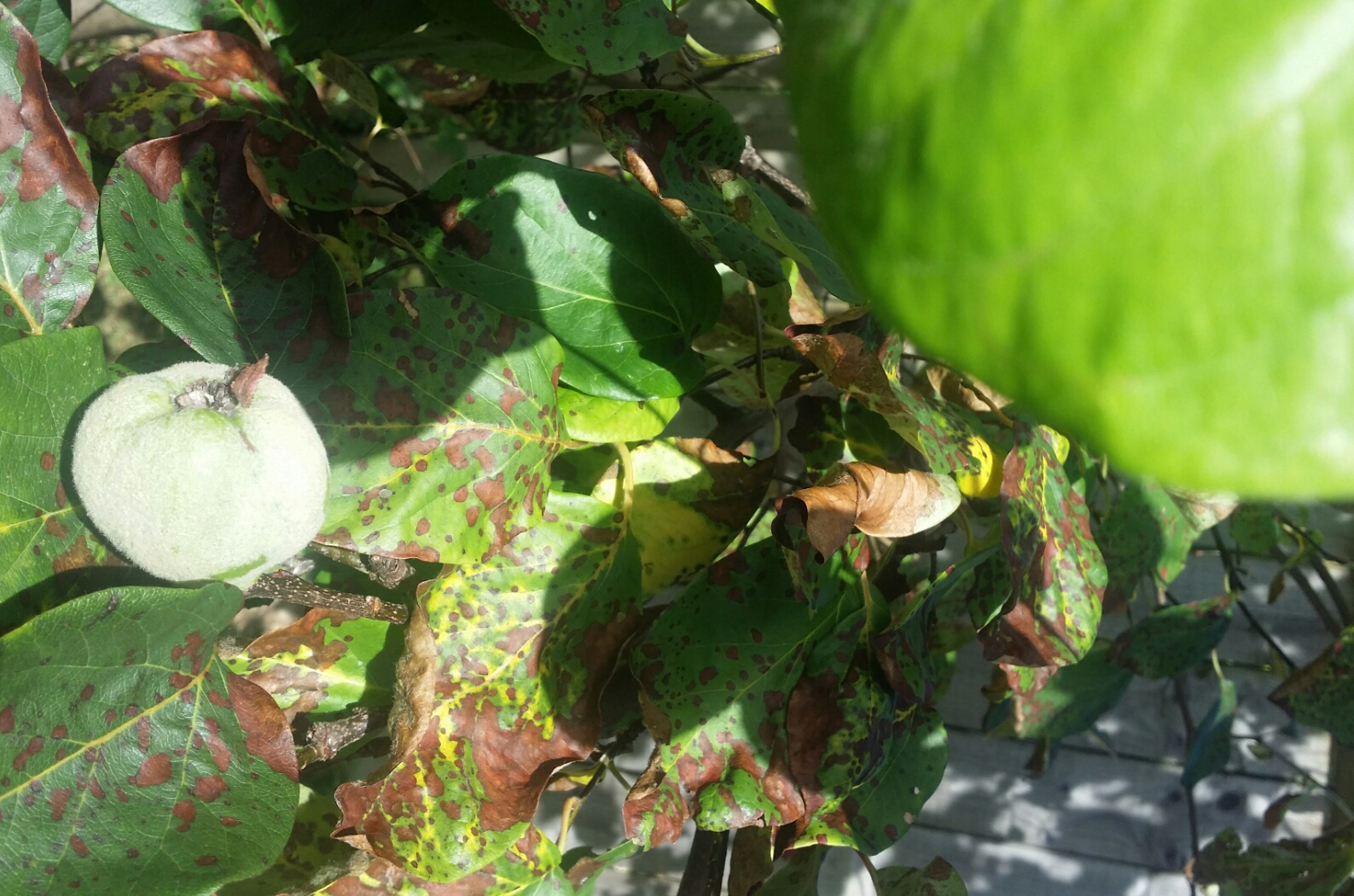 Quince fruit tree problem? — BBC Gardeners' World Magazine