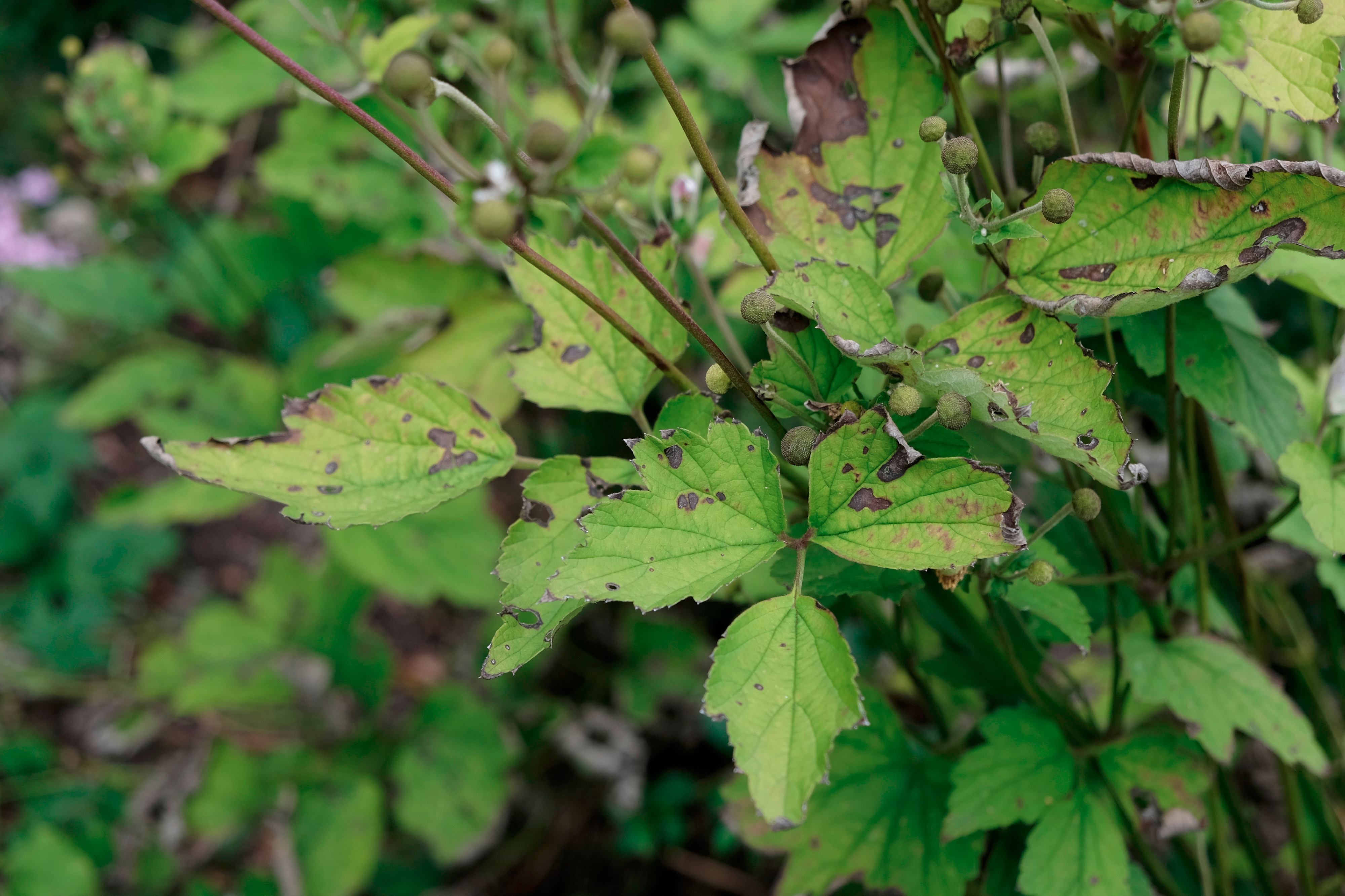 Why do my Japanese Anemone's look like this? — BBC Gardeners' World