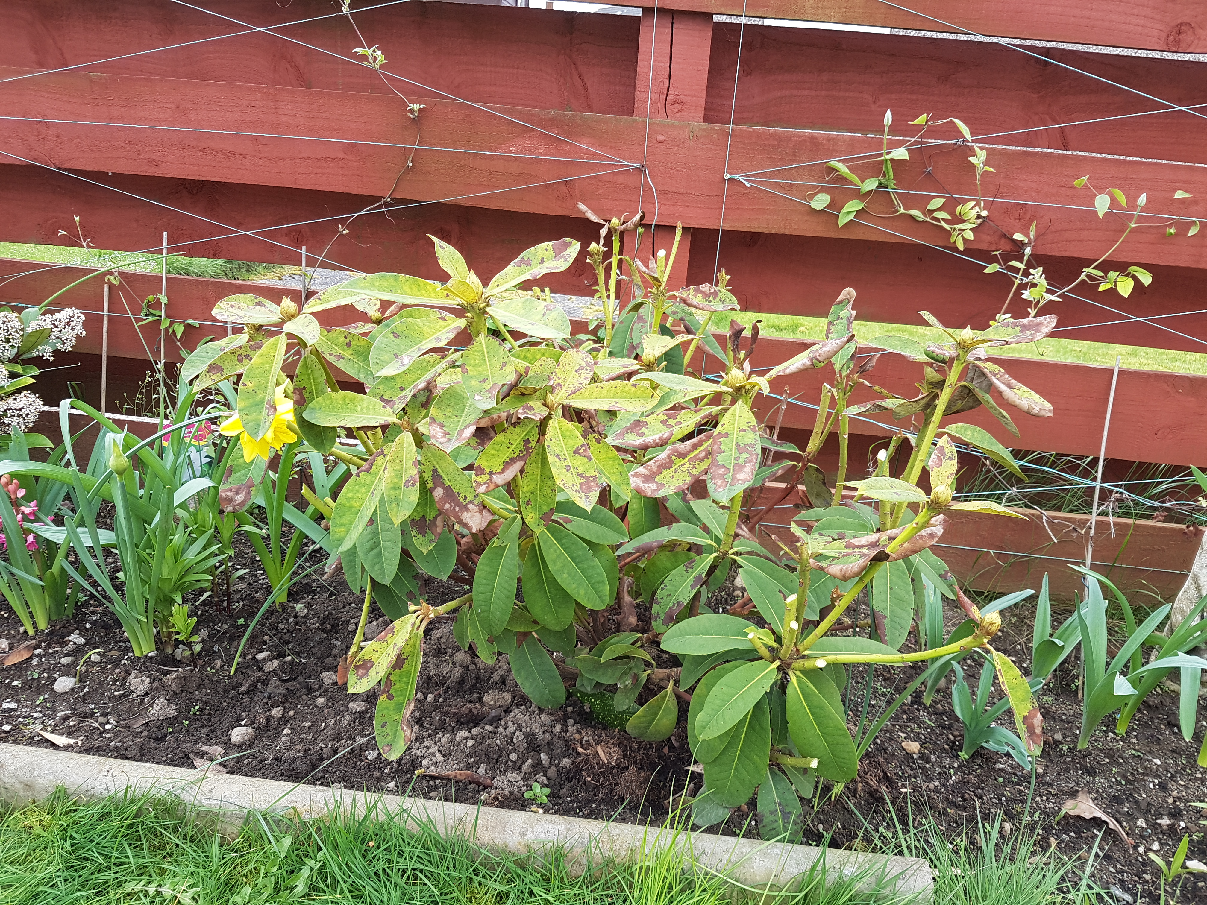Rhododendron Problem — BBC Gardeners' World Magazine