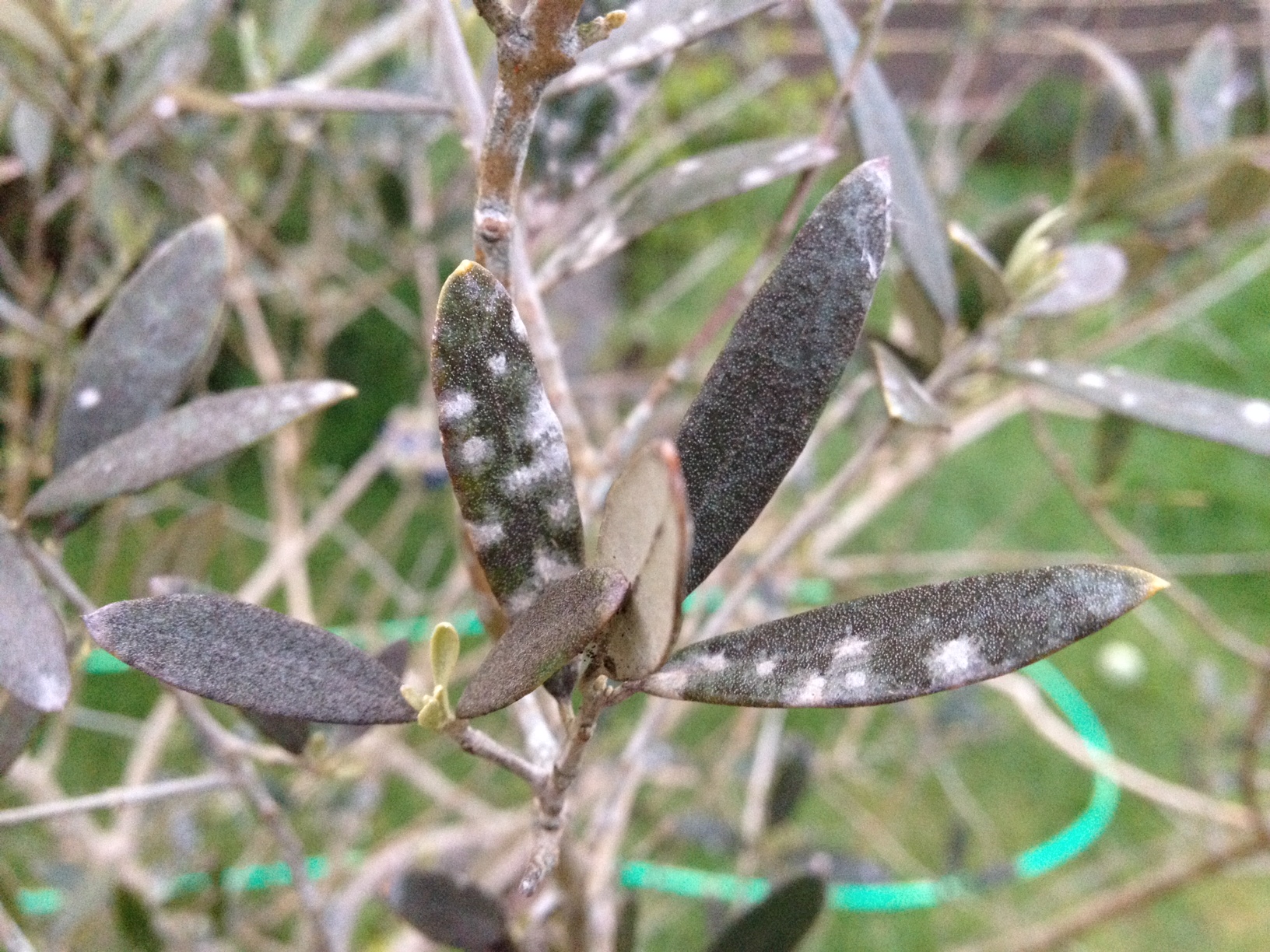 Olive tree black and white leaves problem — BBC Gardeners' World Magazine