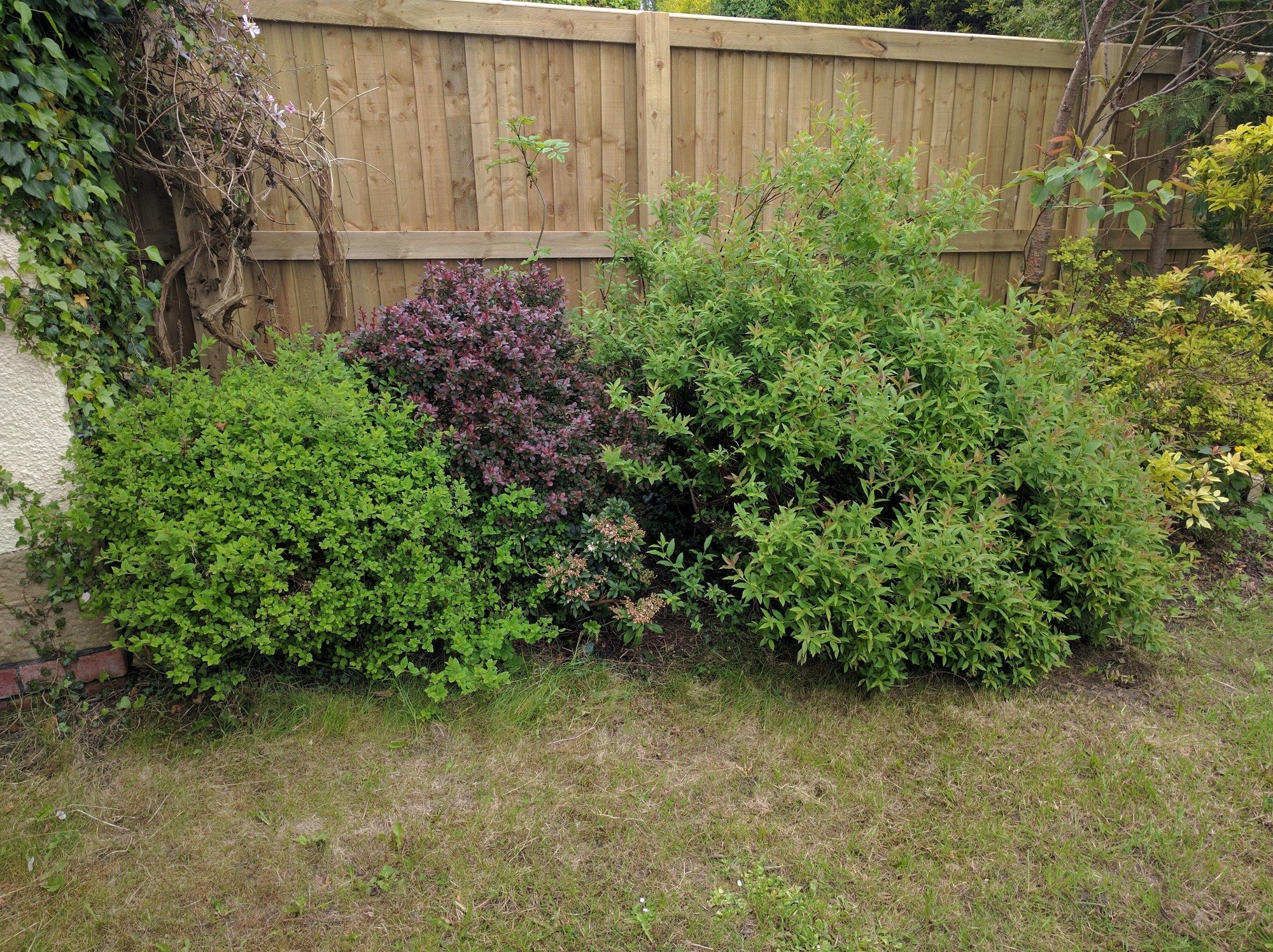 How Far to Cut These Bushes Back? — BBC Gardeners' World Magazine