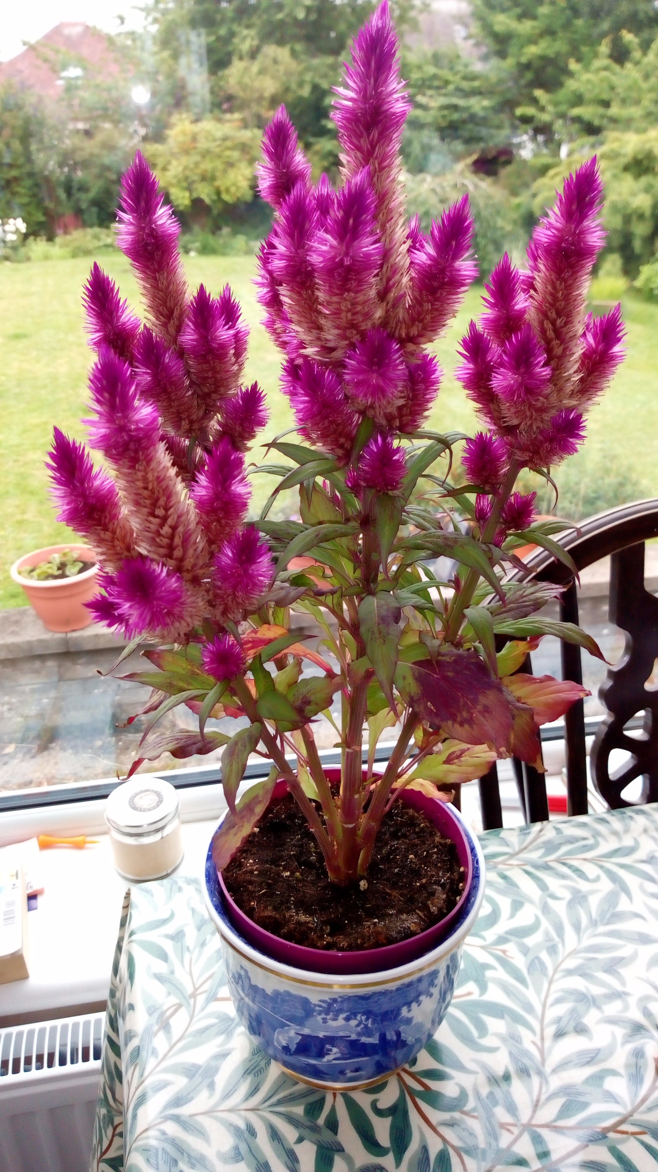 Celosia Plumosa Bbc Gardeners World Magazine