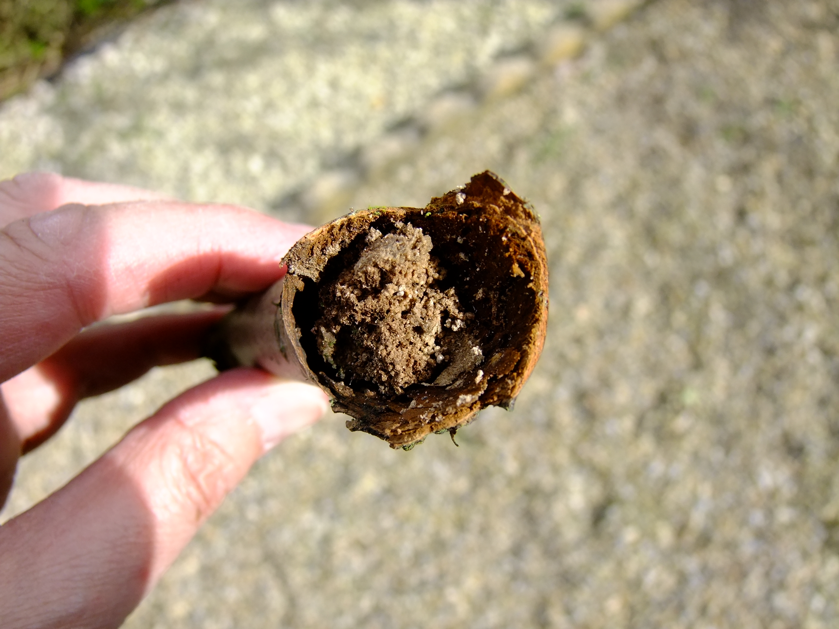 dying cherry blossom branches — BBC Gardeners' World Magazine