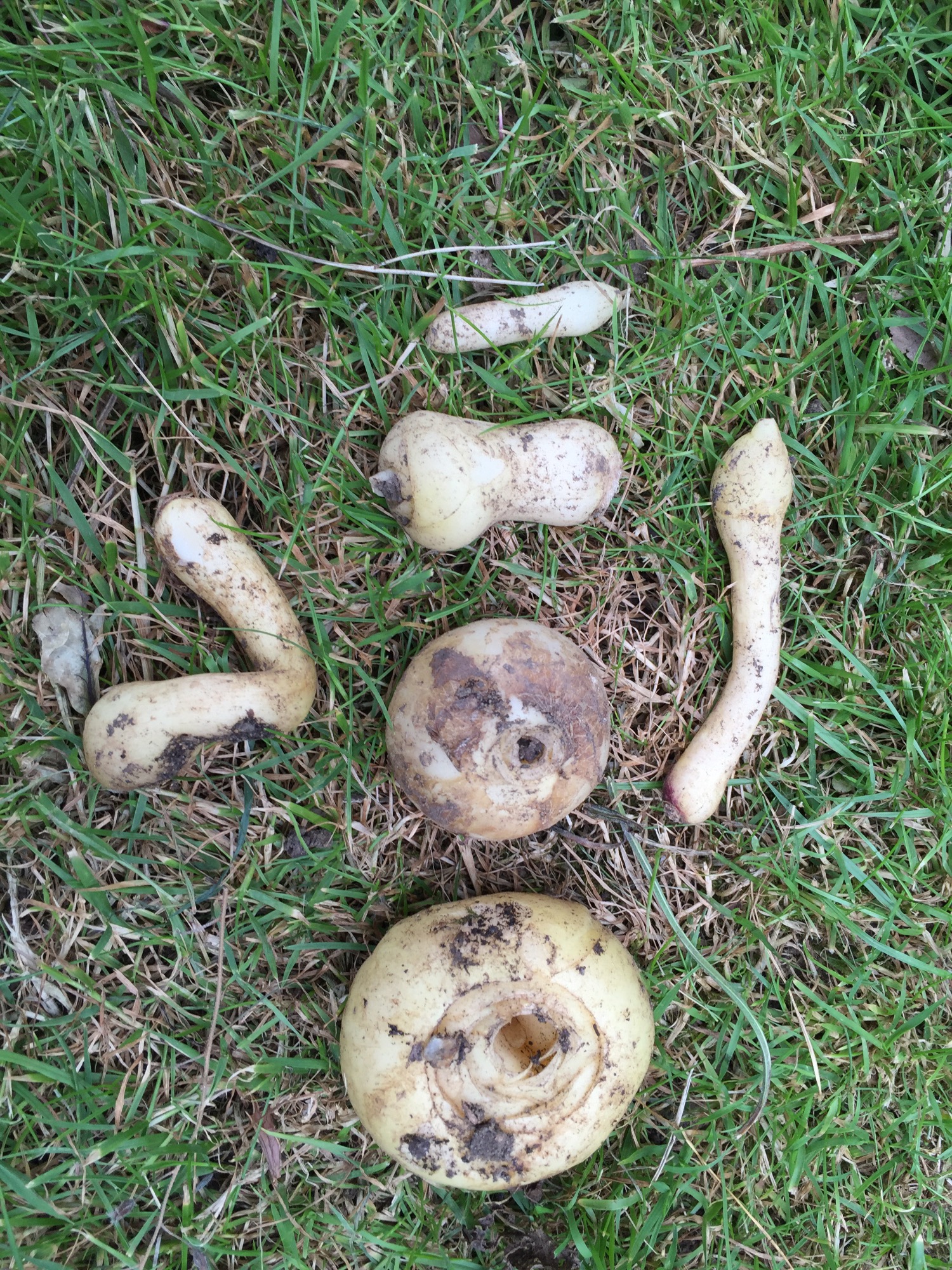 Unknown bulbs — BBC Gardeners' World Magazine