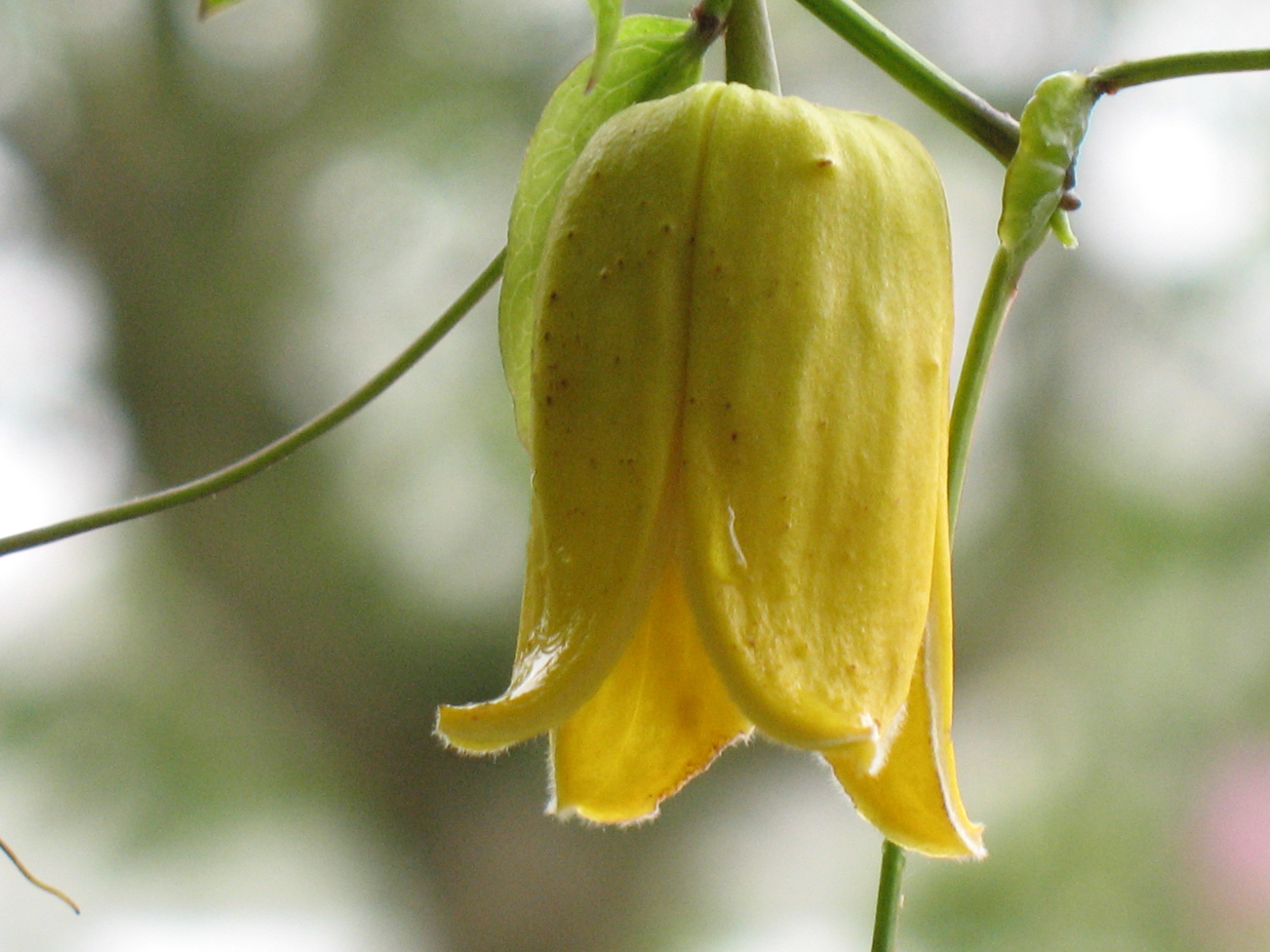 CLEMATIS JINGLE BELLS WINTER BEAUTY — BBC Gardeners' World Magazine