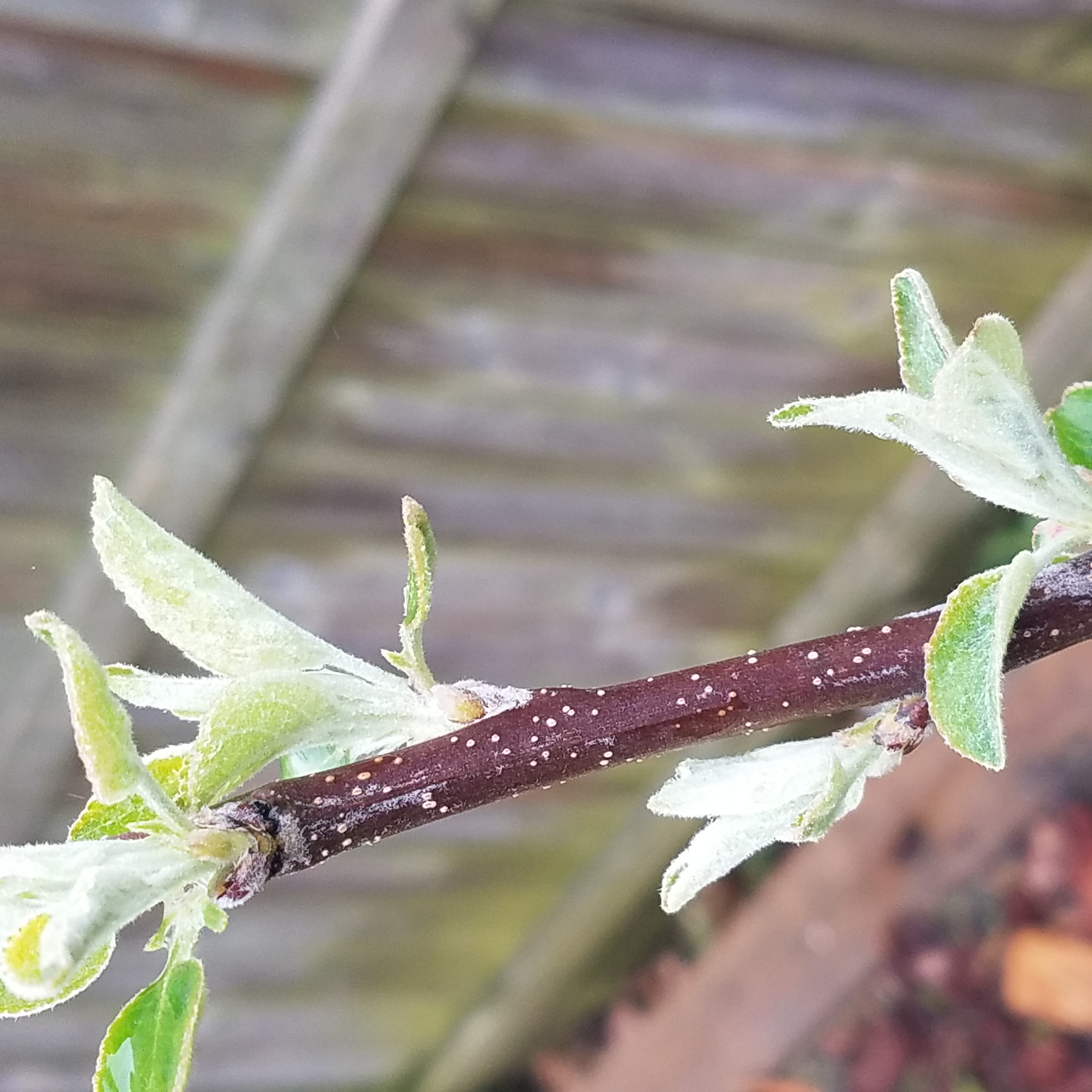 Apple Tree problems! — BBC Gardeners' World Magazine