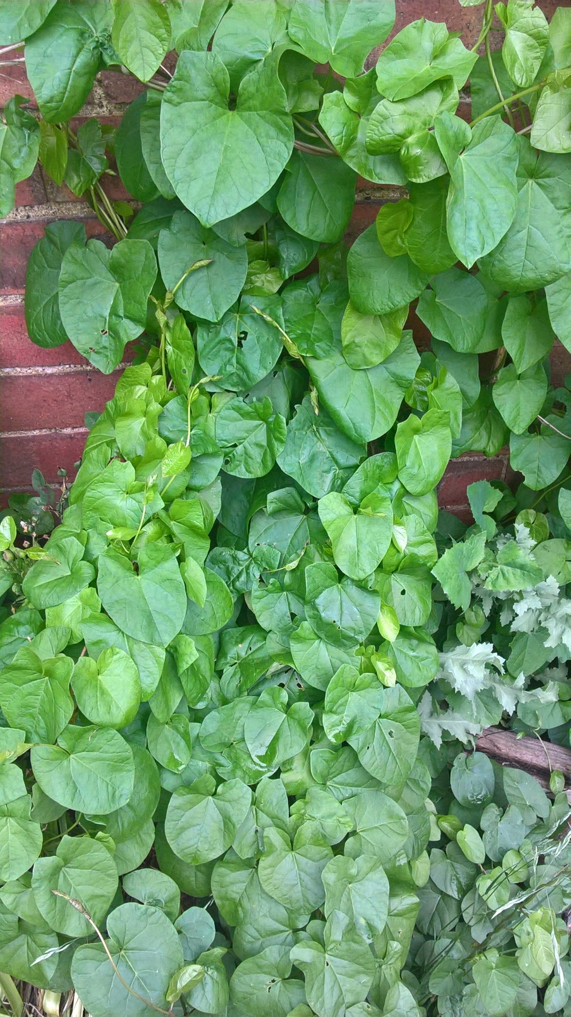 Help, this climbing weed/plant is taking over! — BBC Gardeners' World