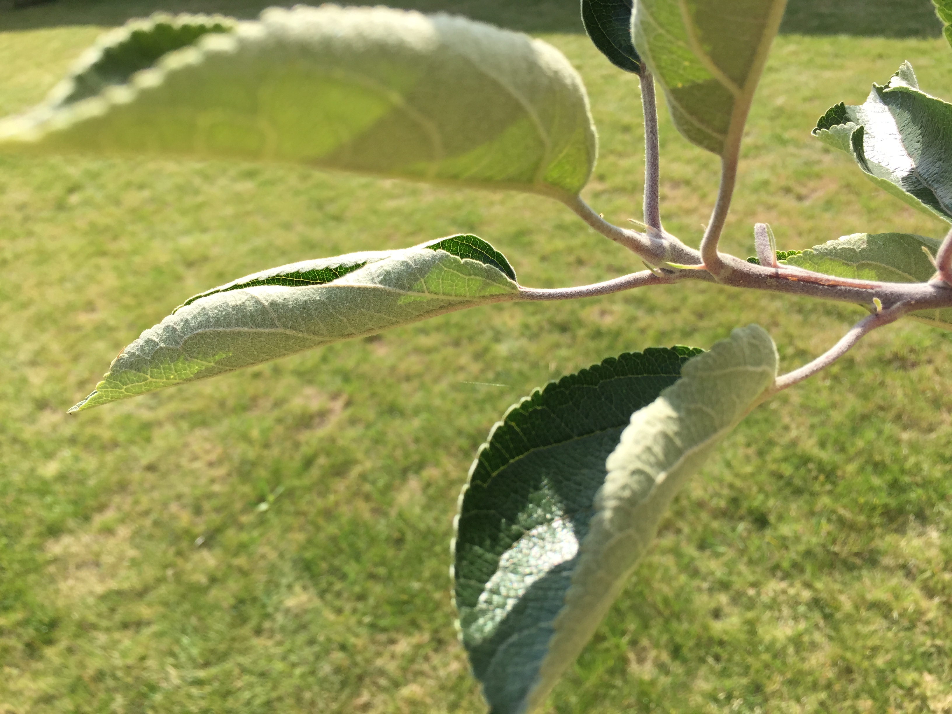 apple tree leaves curling too much water