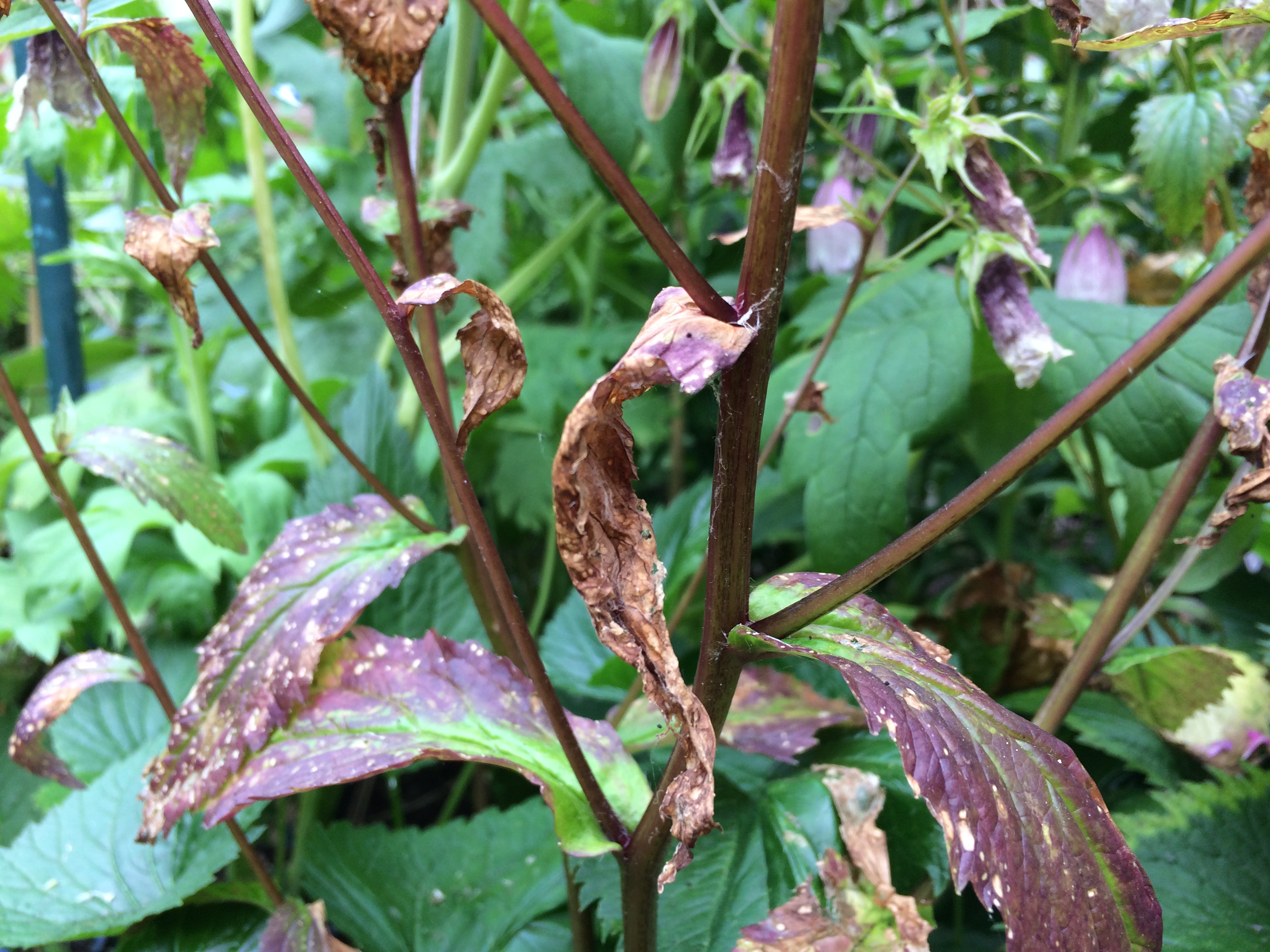 plant-leaves-going-brown-and-crispy-bbc-gardeners-world-magazine