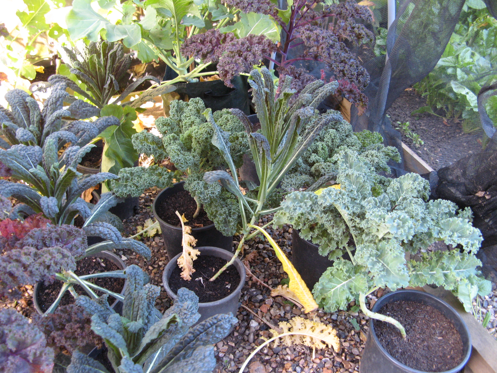 Kale and Sprouting Broccoli yellow leaves falling off, and when to