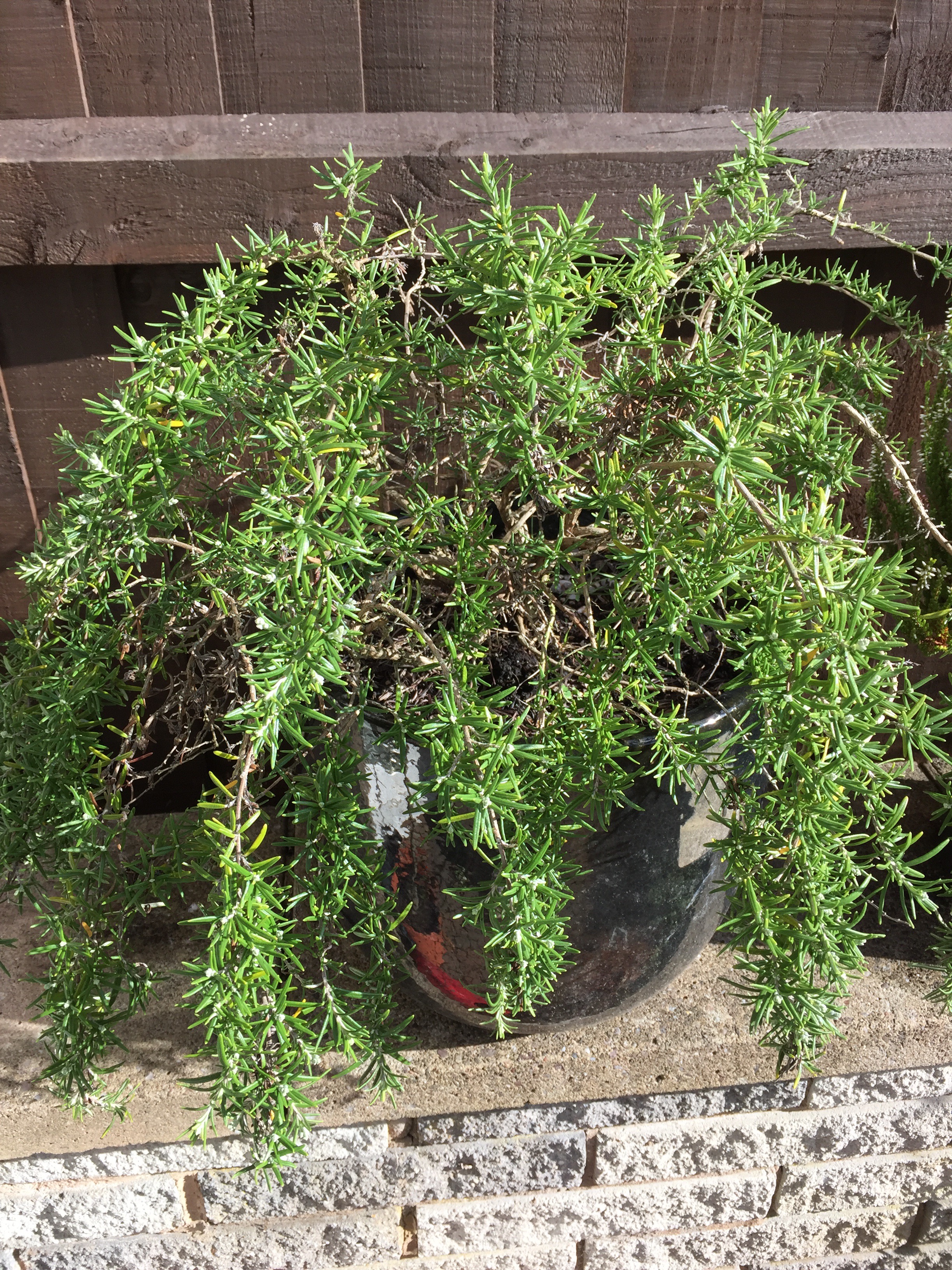 Rejuvenating rosemary — BBC Gardeners' World Magazine
