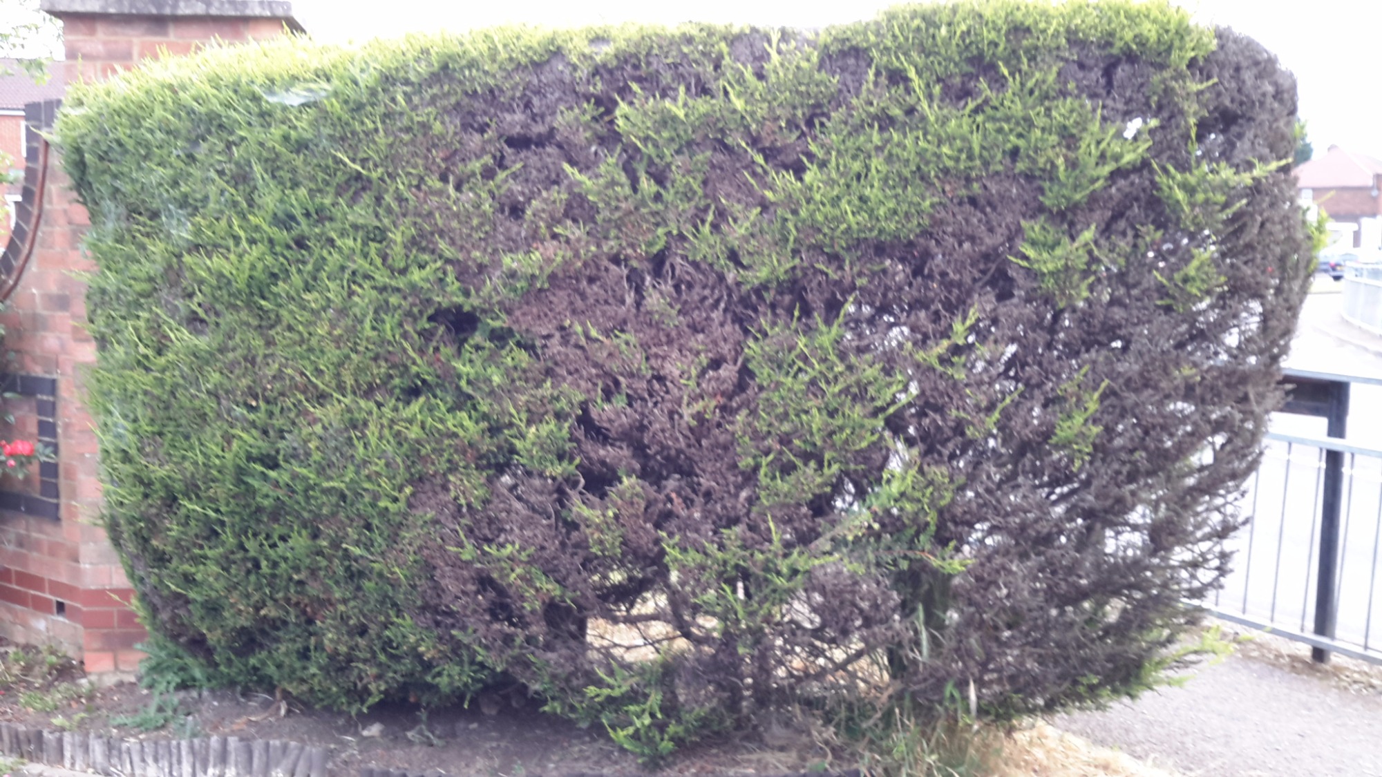 How To Save A Dying Evergreen / A lot of symptoms overlap with many causes, says chris.