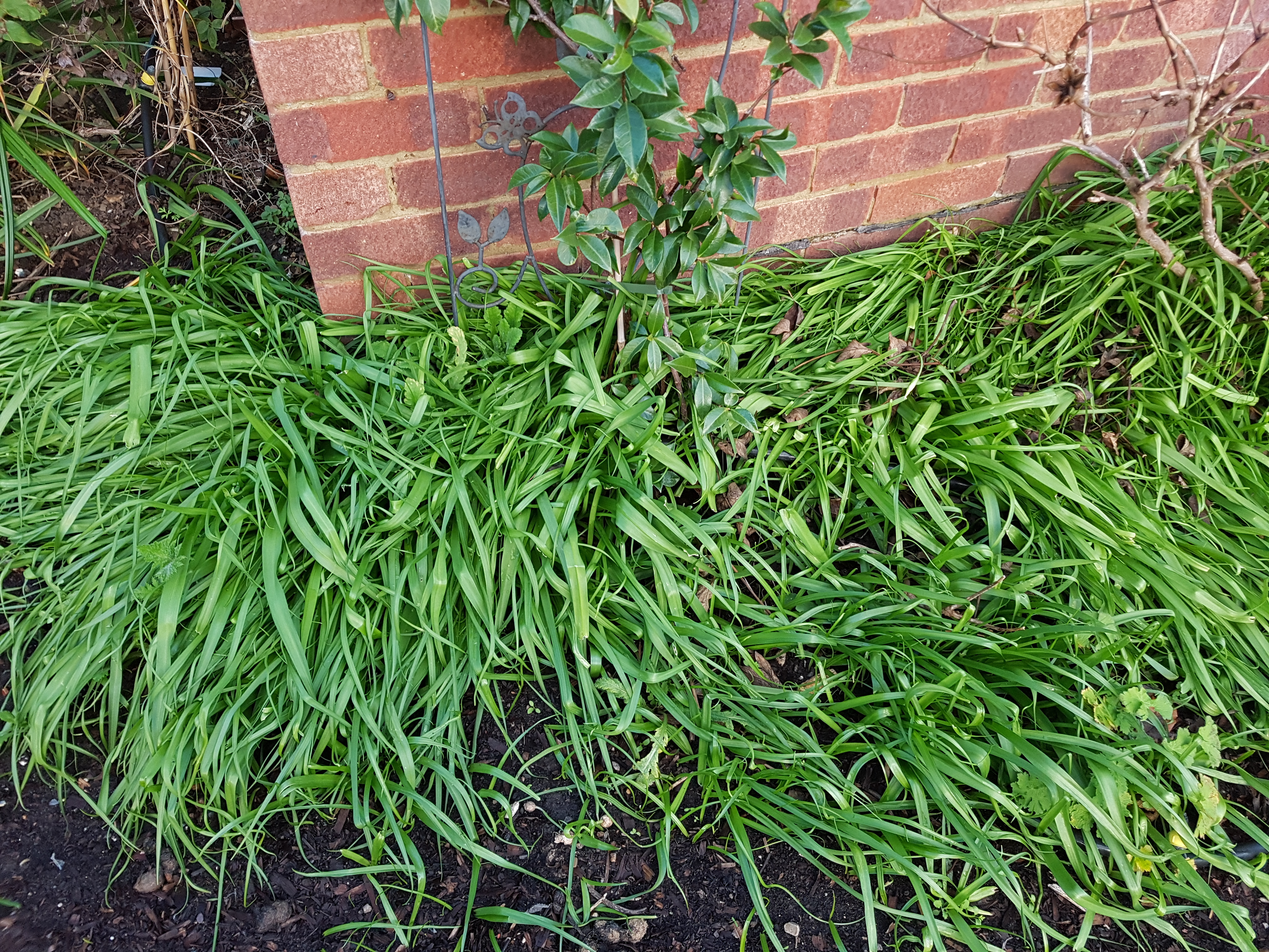 Is This Couch Grass Bbc Gardeners World Magazine
