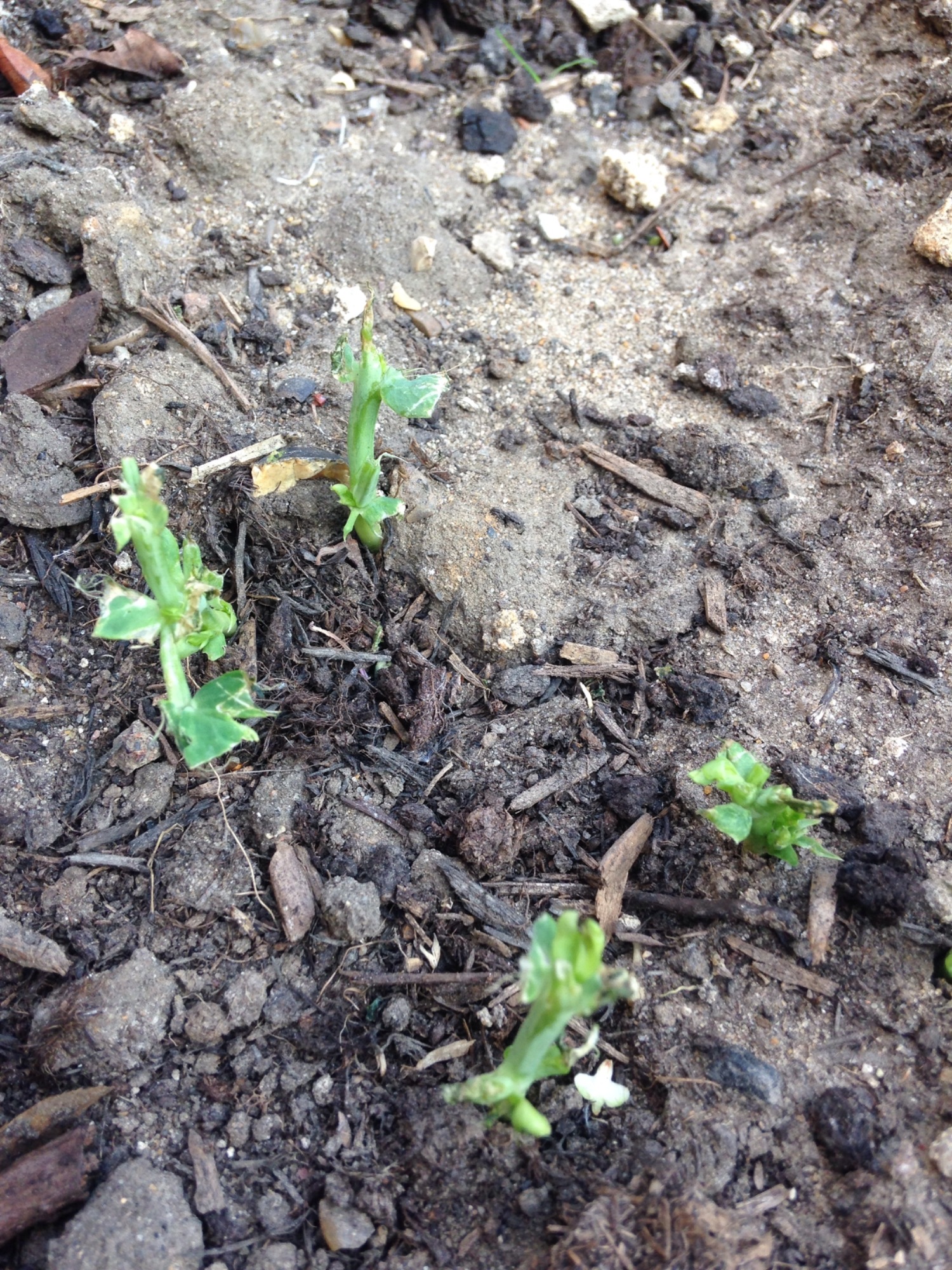 What's eating my beetroot, Swiss chard & pea seedlings?? — BBC Gardeners' World Magazine