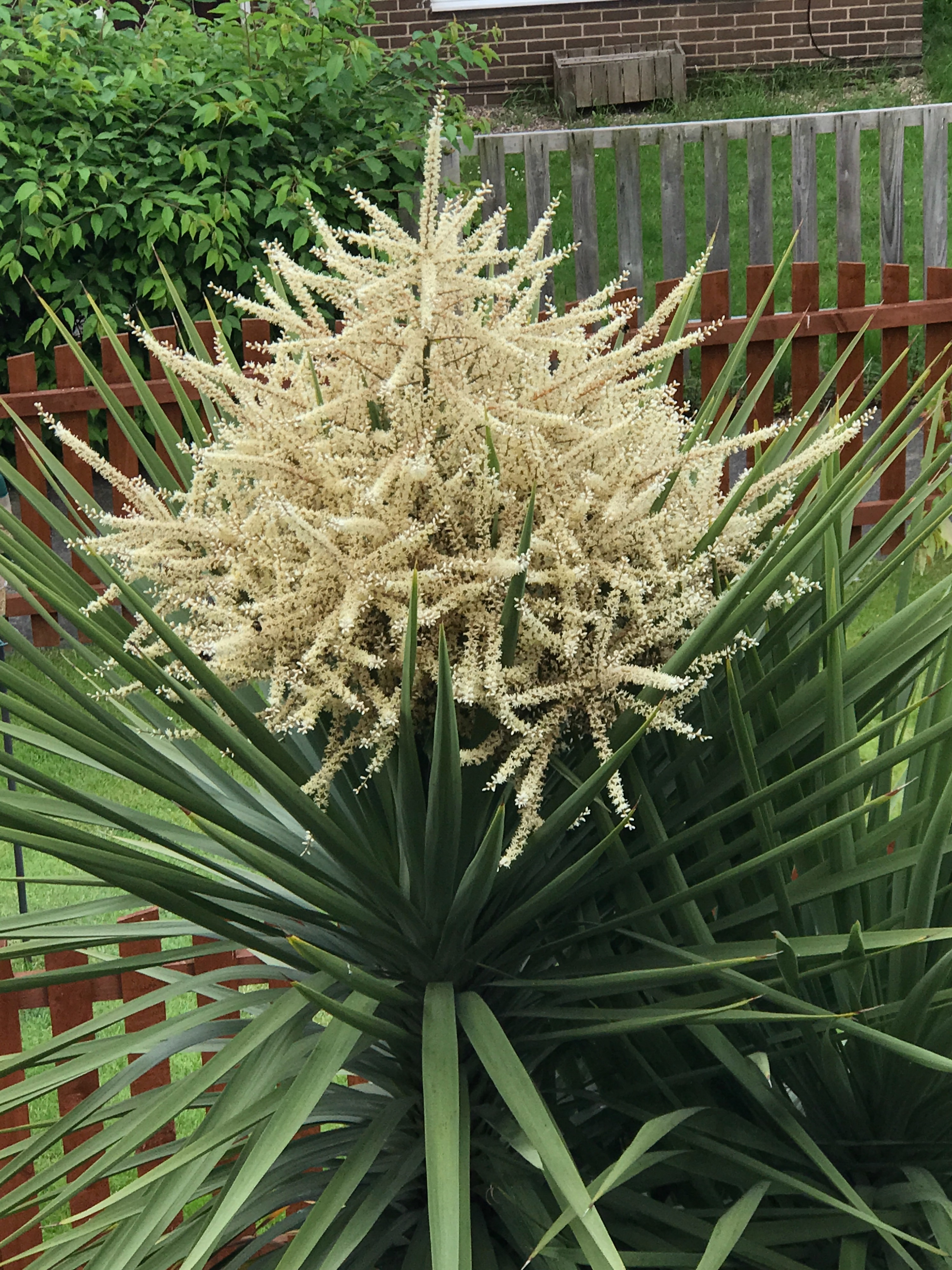 Flowering cordyline Page 2 — BBC Gardeners' World Magazine